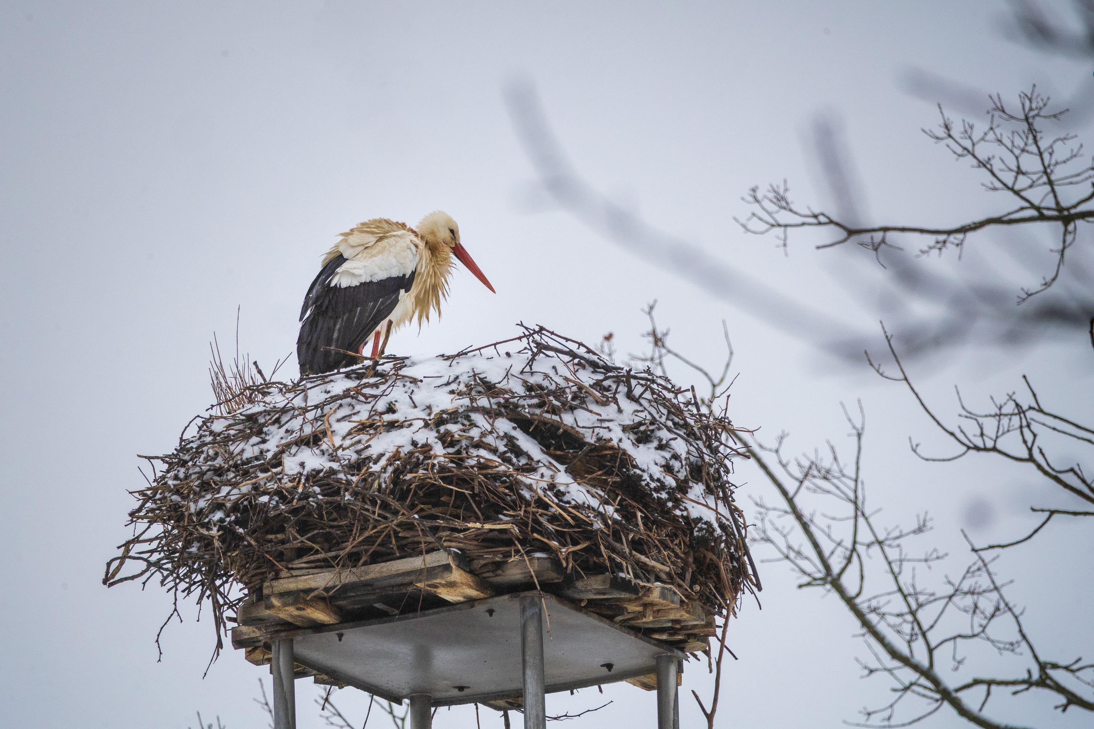 Der Storch in Hornbostel ist am 18.02.26 zurück gekommen