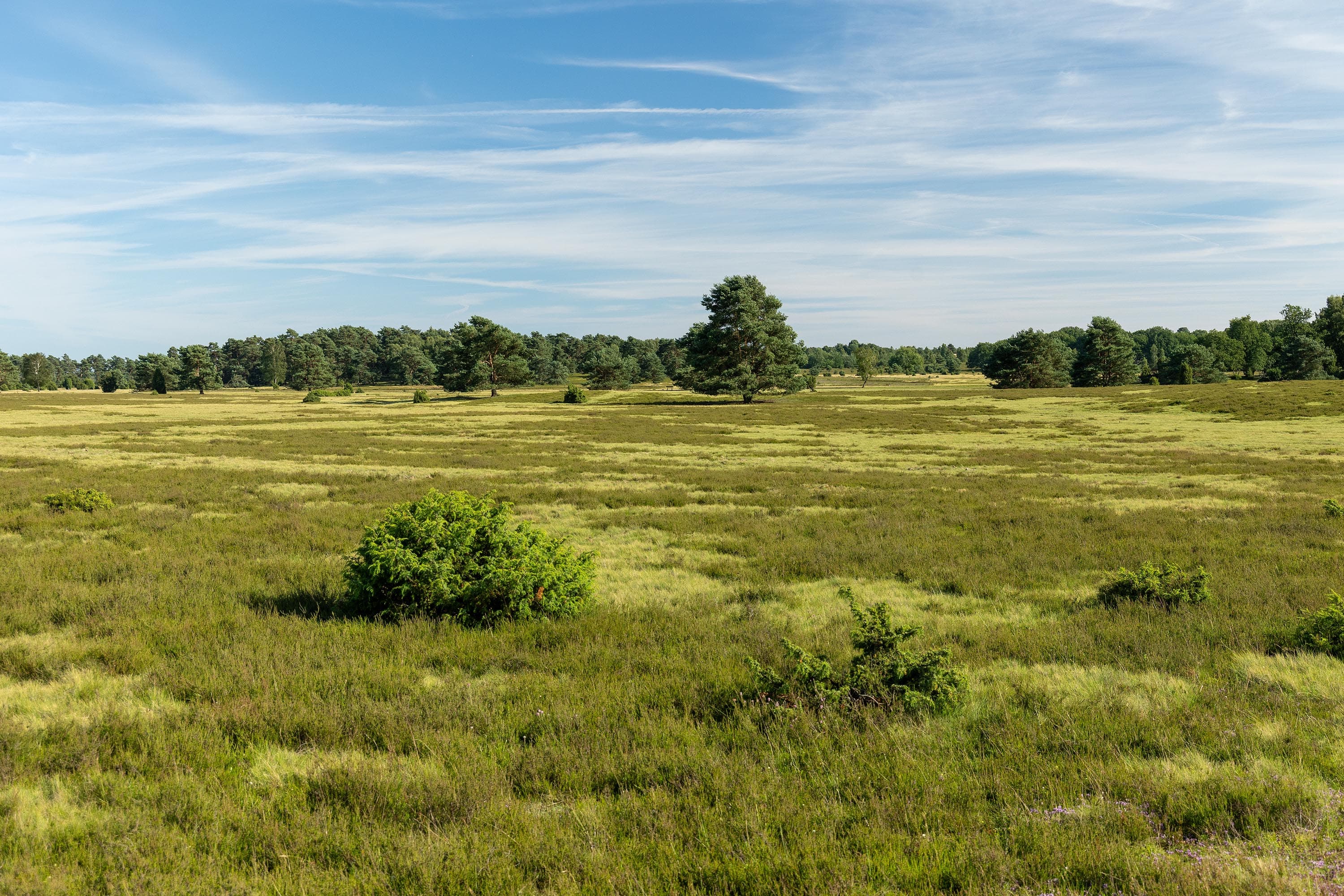 Stand der Heideblüte in der Niederhaverbecker Heide