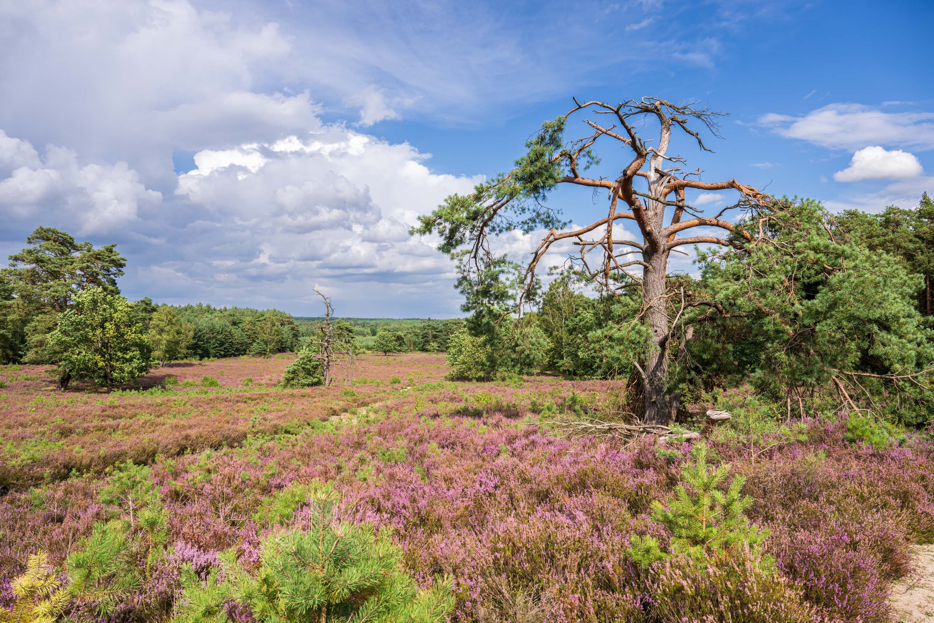 Stand der Heideblüte in der Schwindebecker Heide