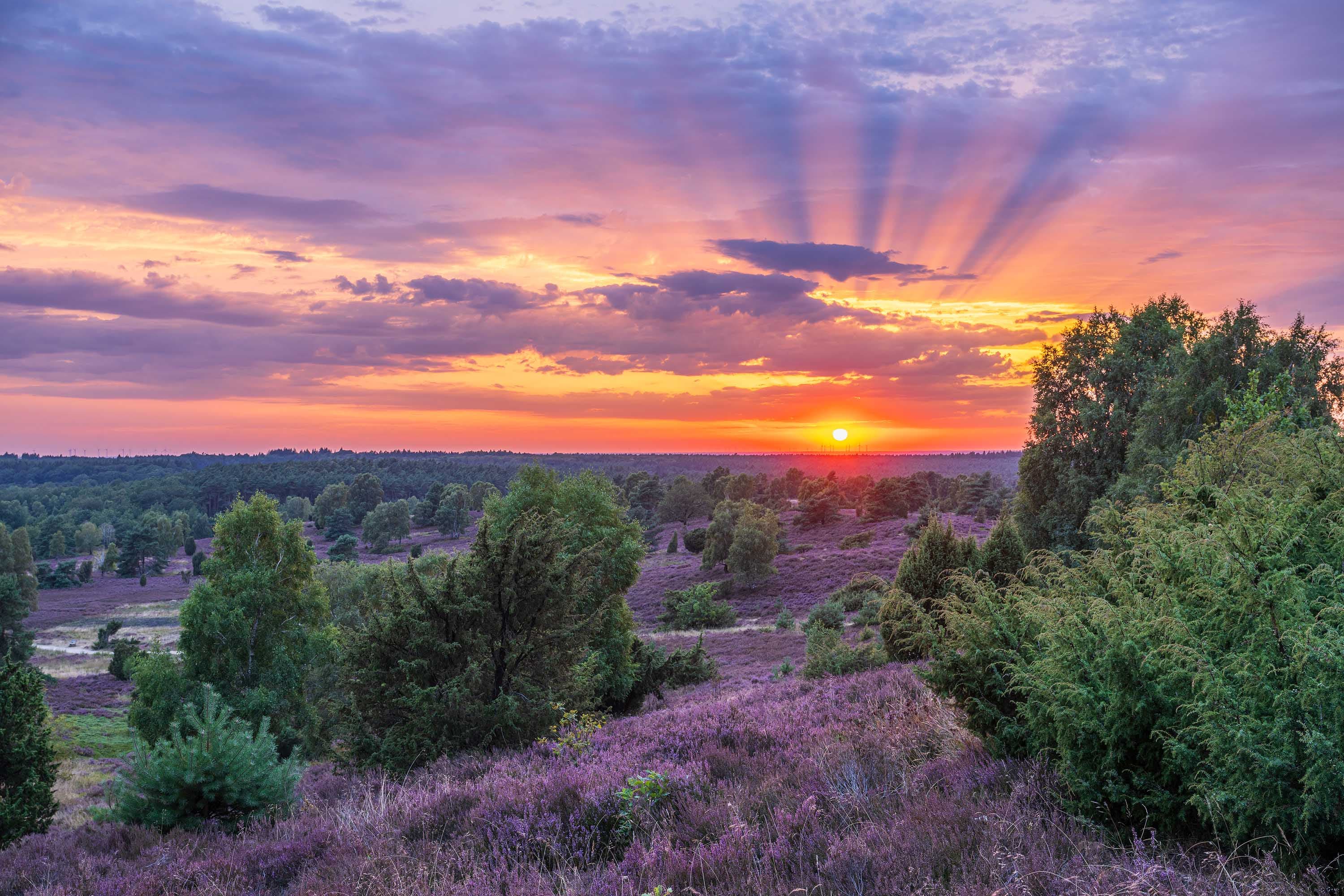 Sonnenuntergang über blühender Heide am Wilseder Berg mit weitem Blick und Wolkenstrahlen.