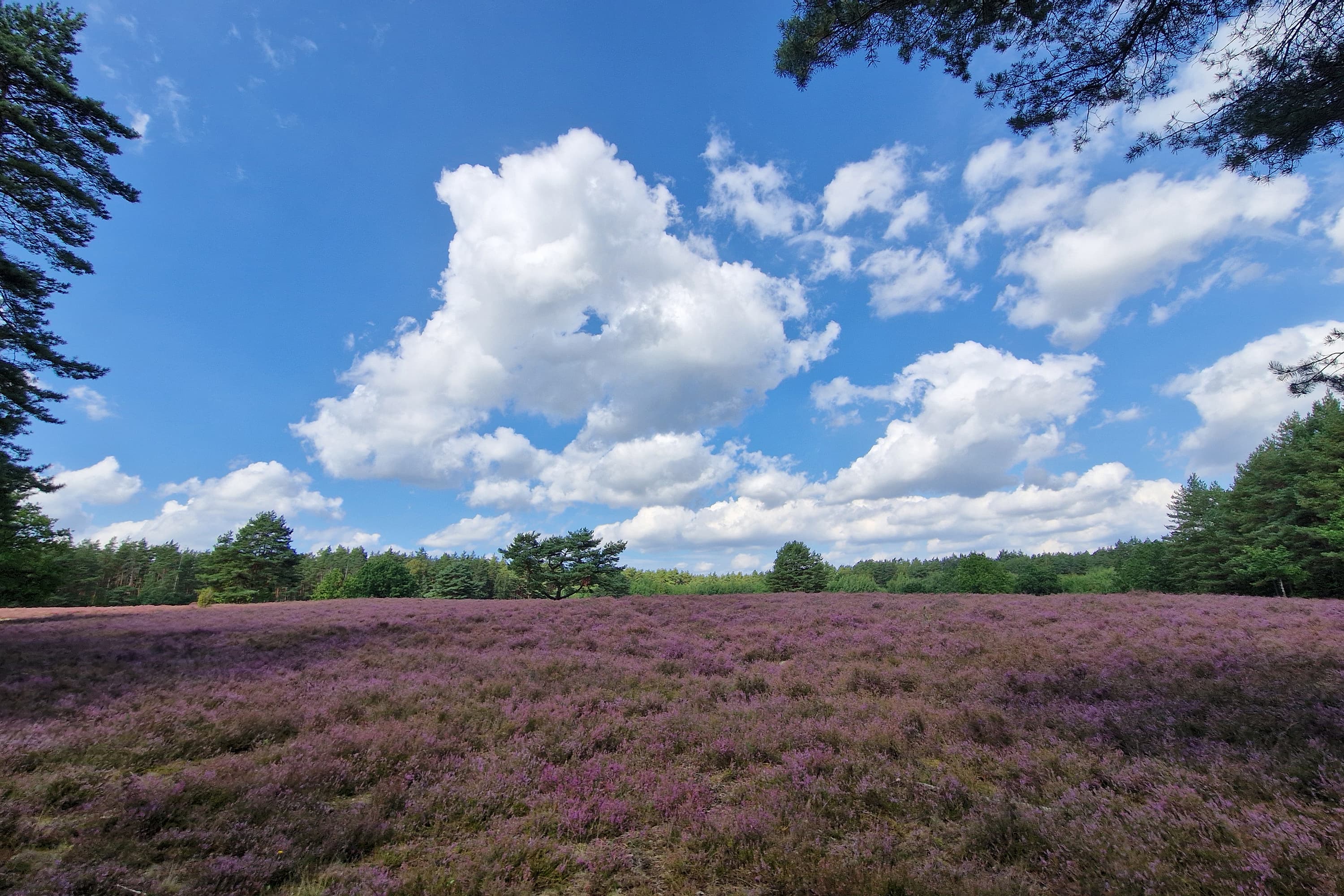 Stand der Heideblüte in der Bodenteicher Heide
