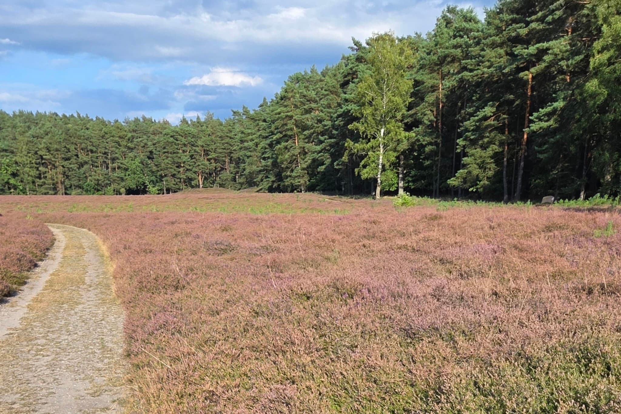 Stand der Heideblüte in der Klein Bünstorfer Heide