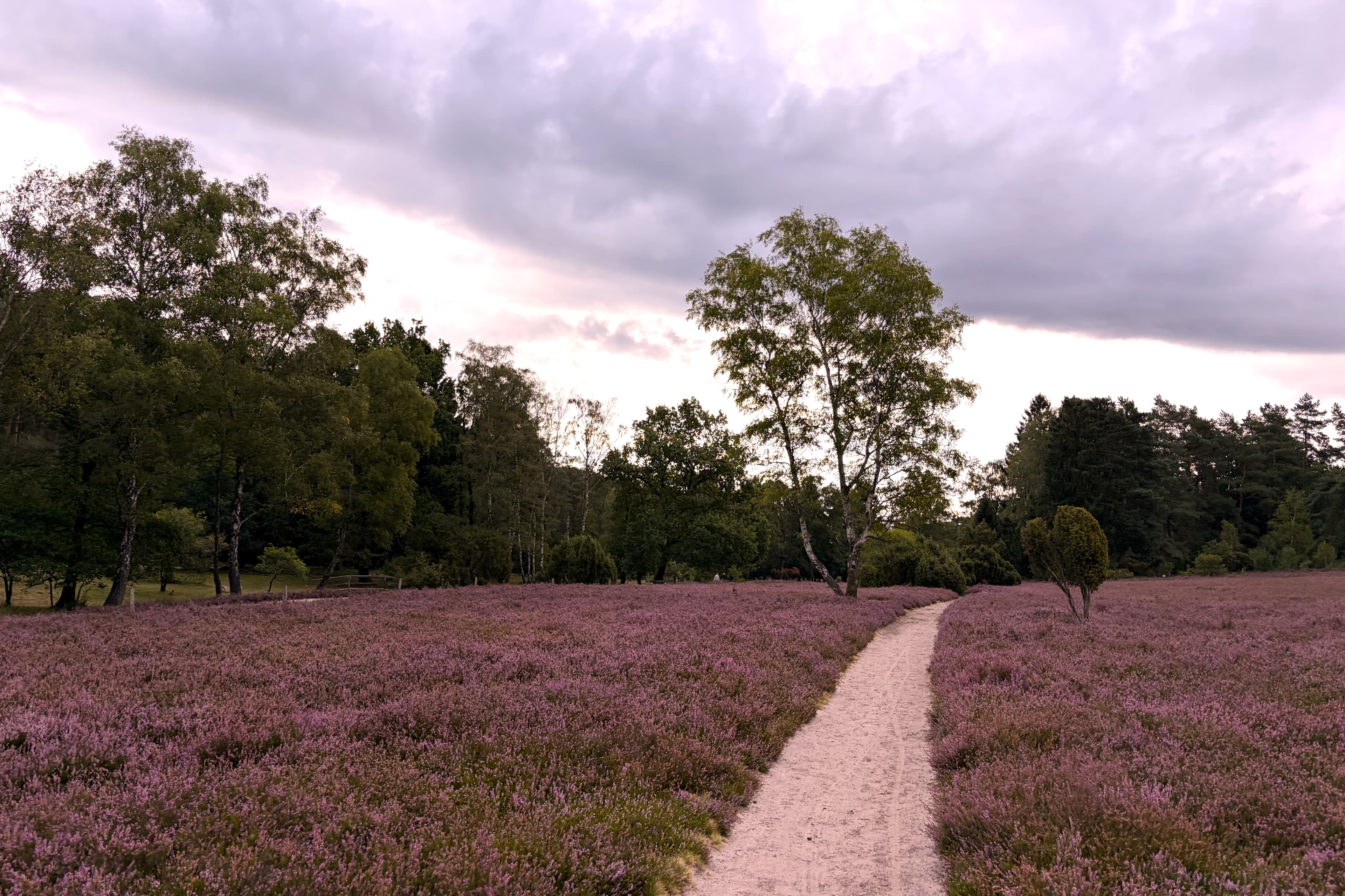Stand der Heideblüte im Büsenbachtal