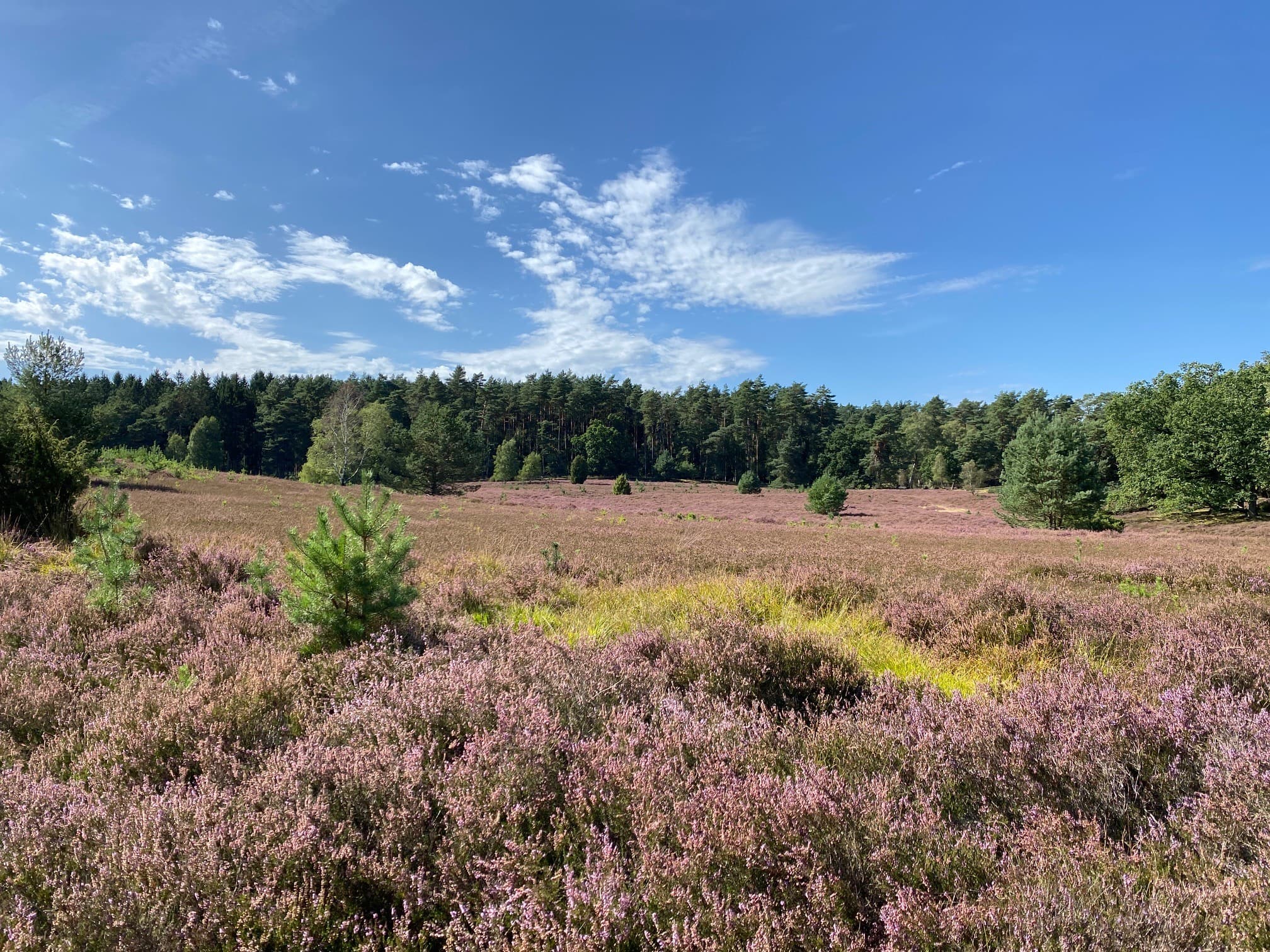 7.09.2026 Sudermühler Heide