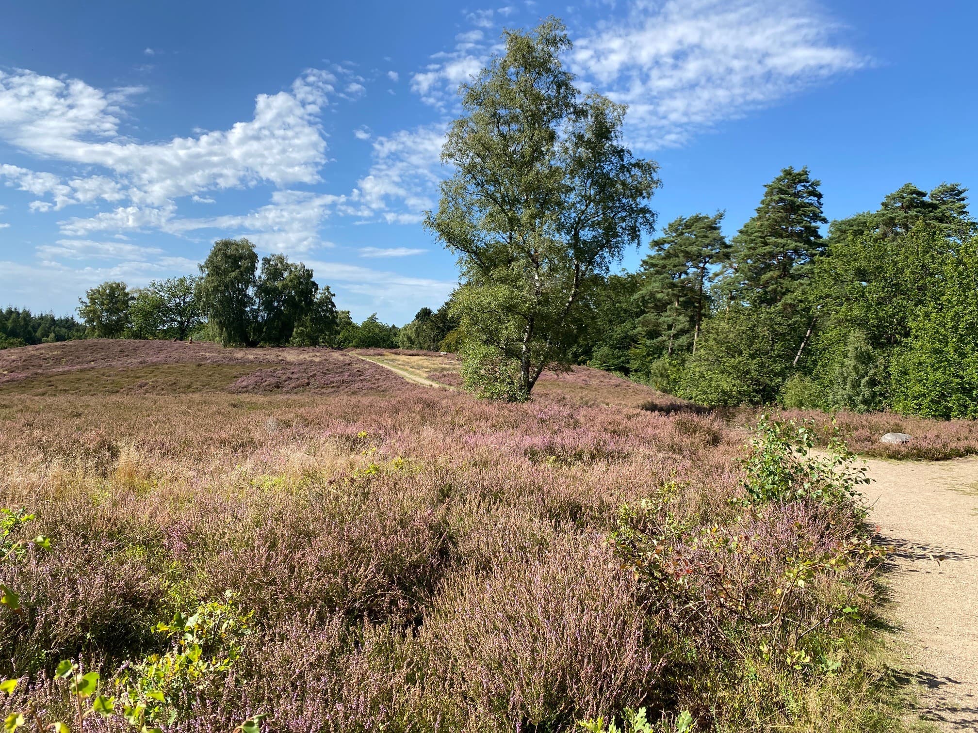 7.09.2026 Heidefläche Birkenbank