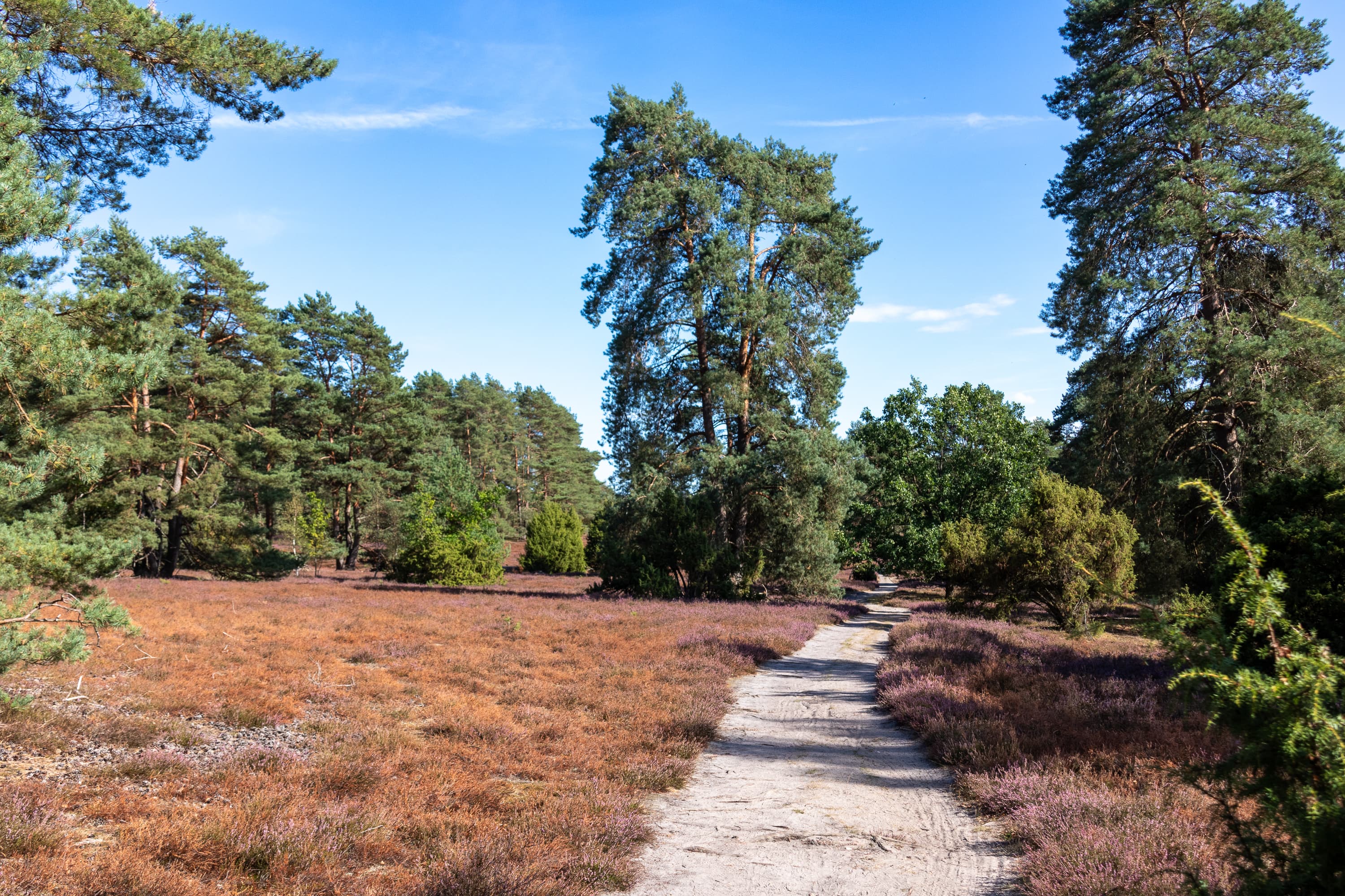 Stand der Heideblüte Misselhorner Heide 07.09.2026