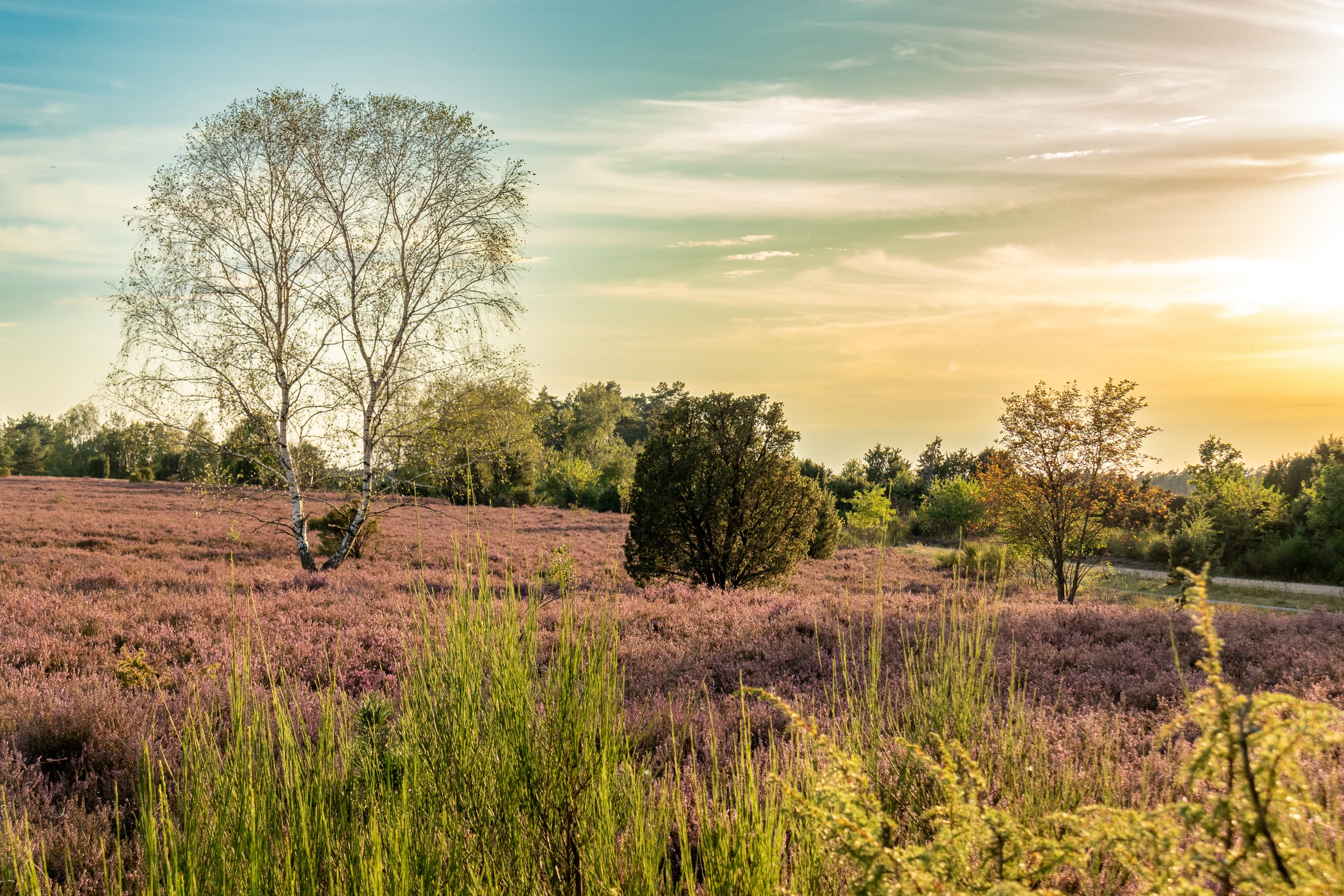 Stand der Heideblüte Wacholderwald, Schmarbek 07.09.2026