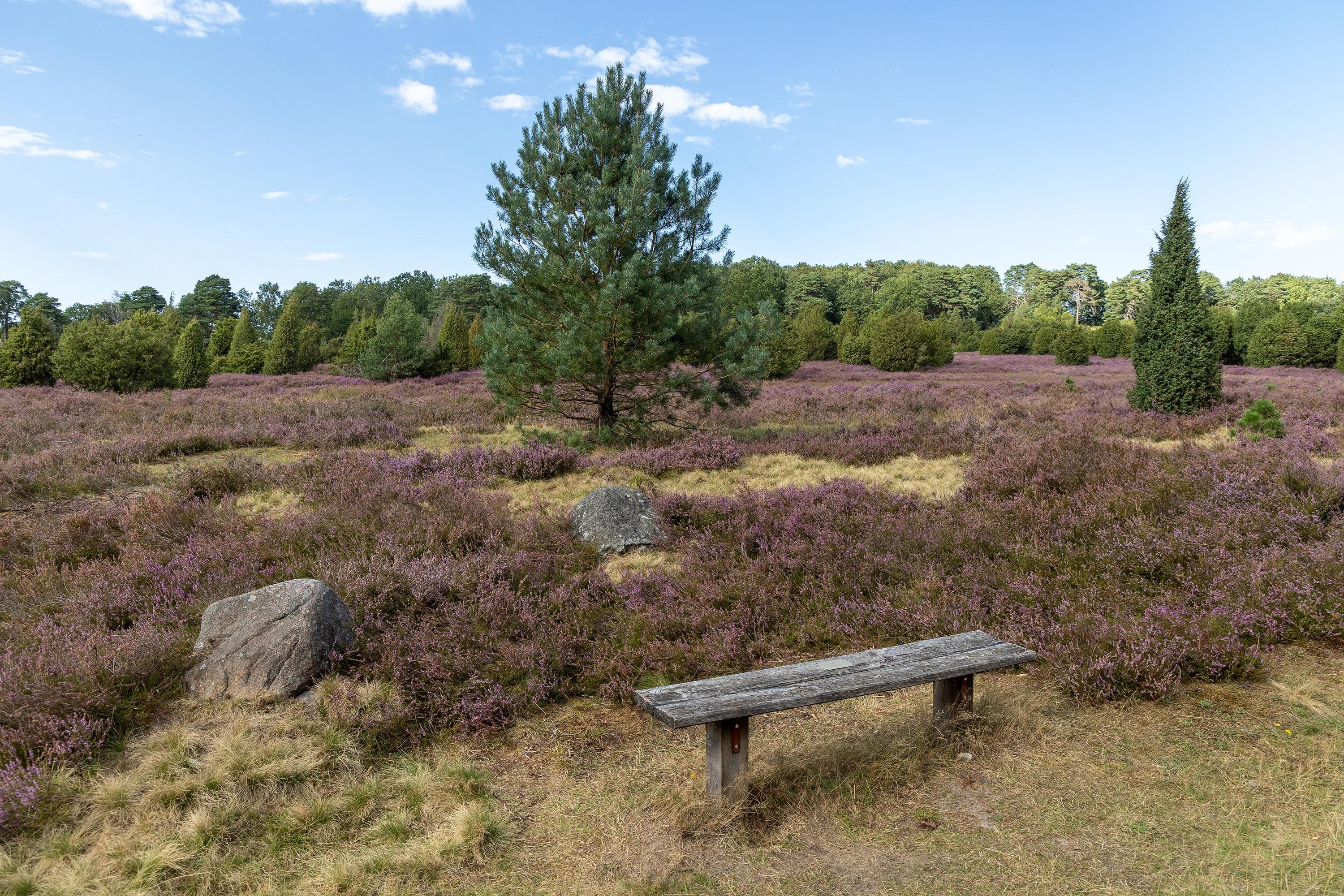 Stand der Heideblüte in der Niederhaverbecker Heide