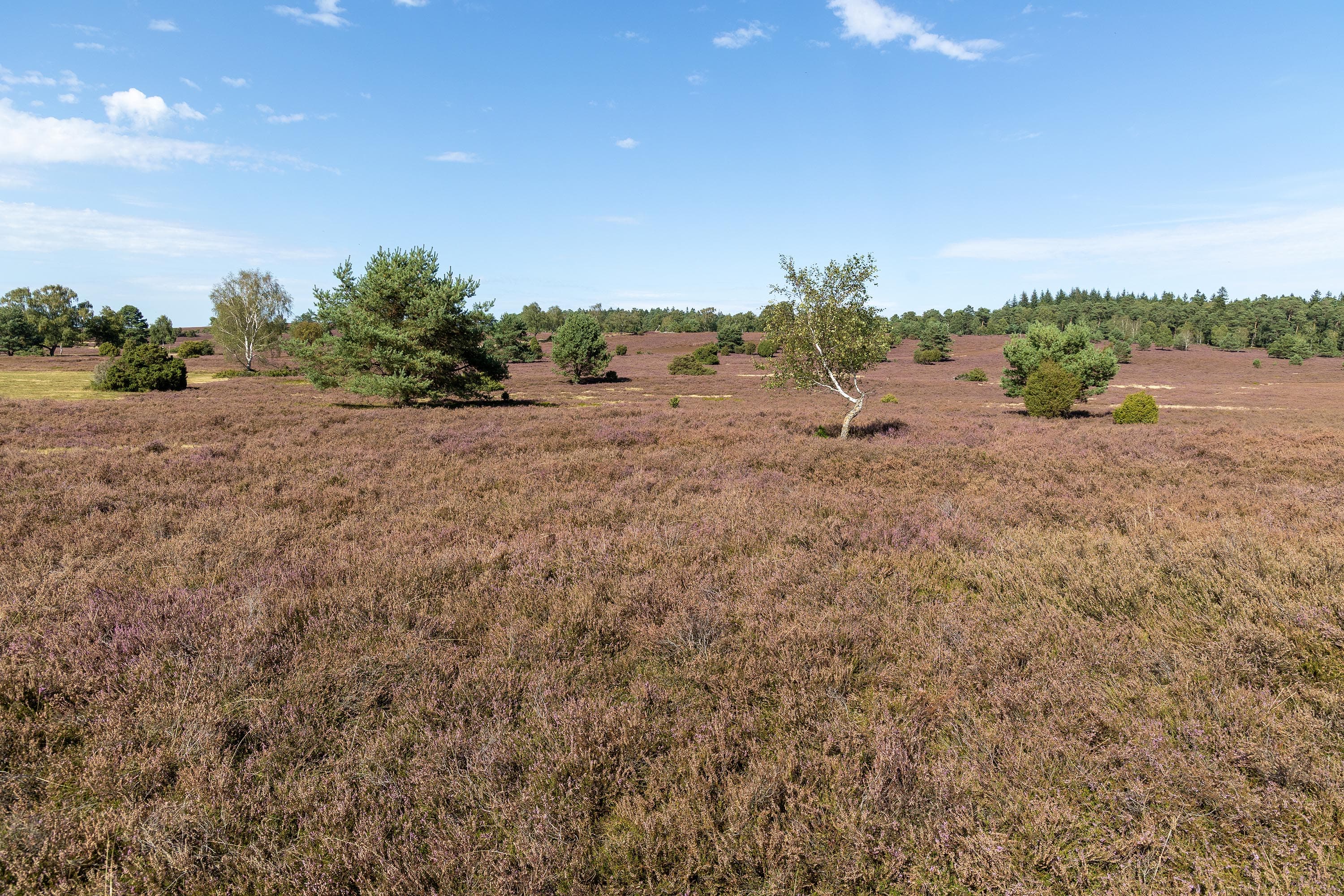 Stand der Heideblüte in der Oberhaverbecker Heide