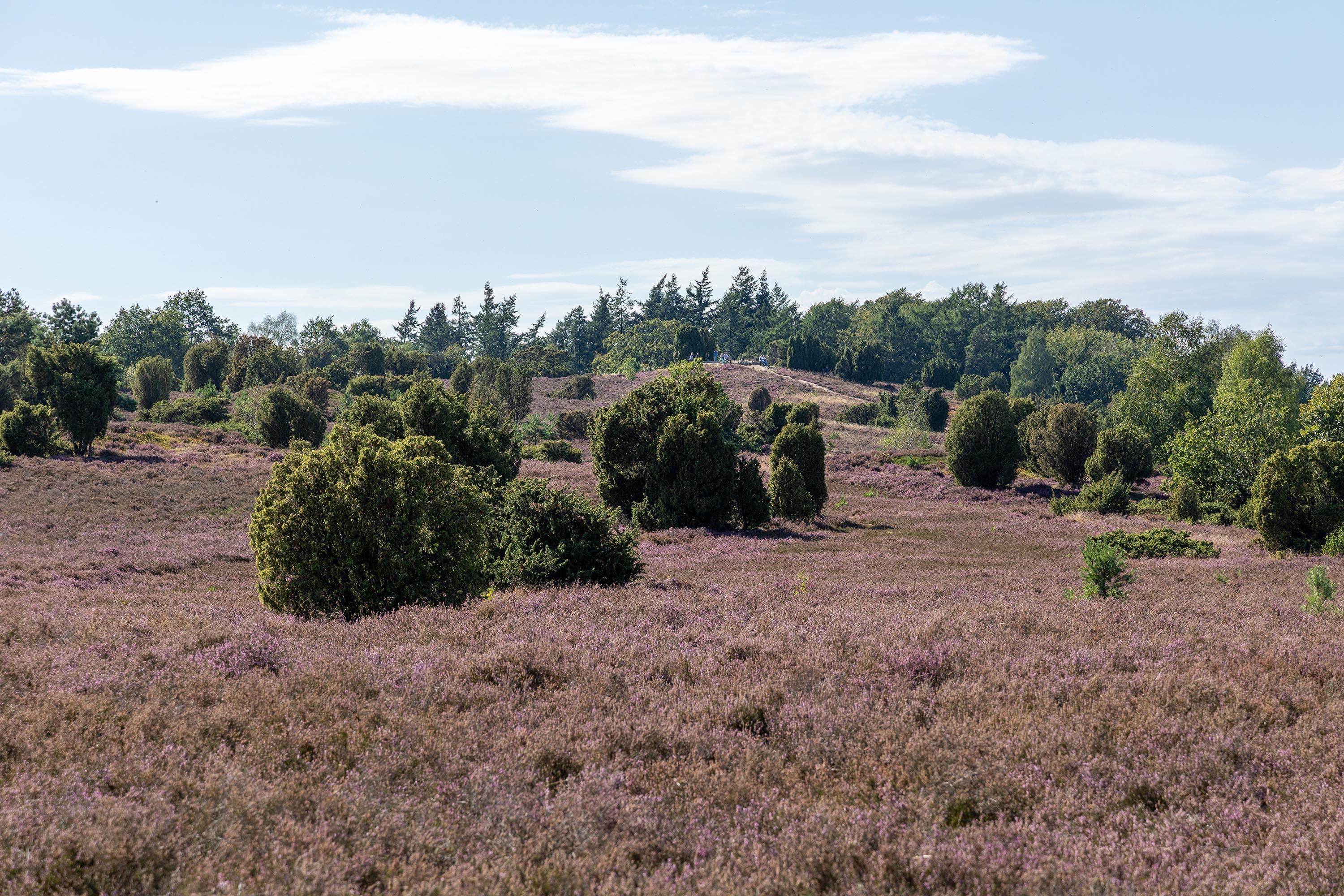 Stand der Heideblüte am Turmberg