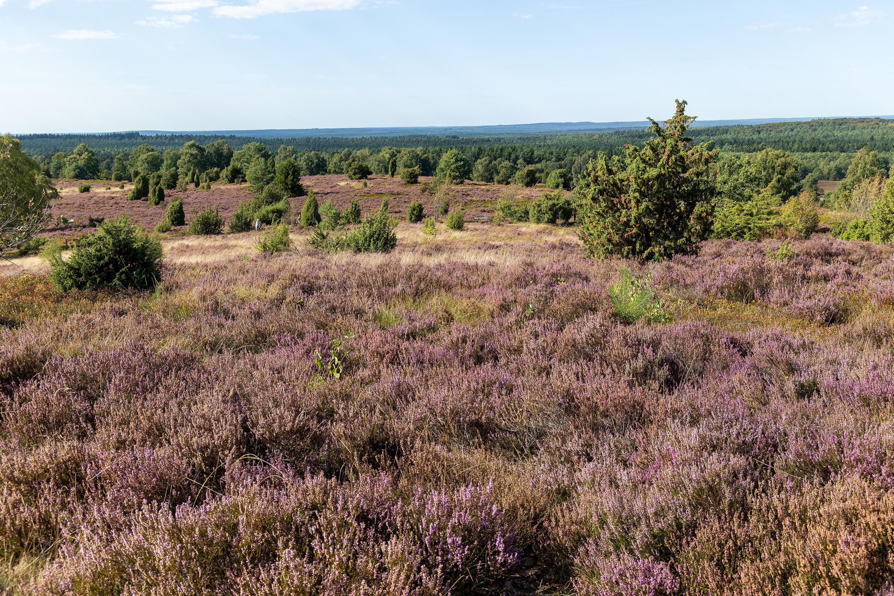 Stand der Heideblüte am Wilseder Berg