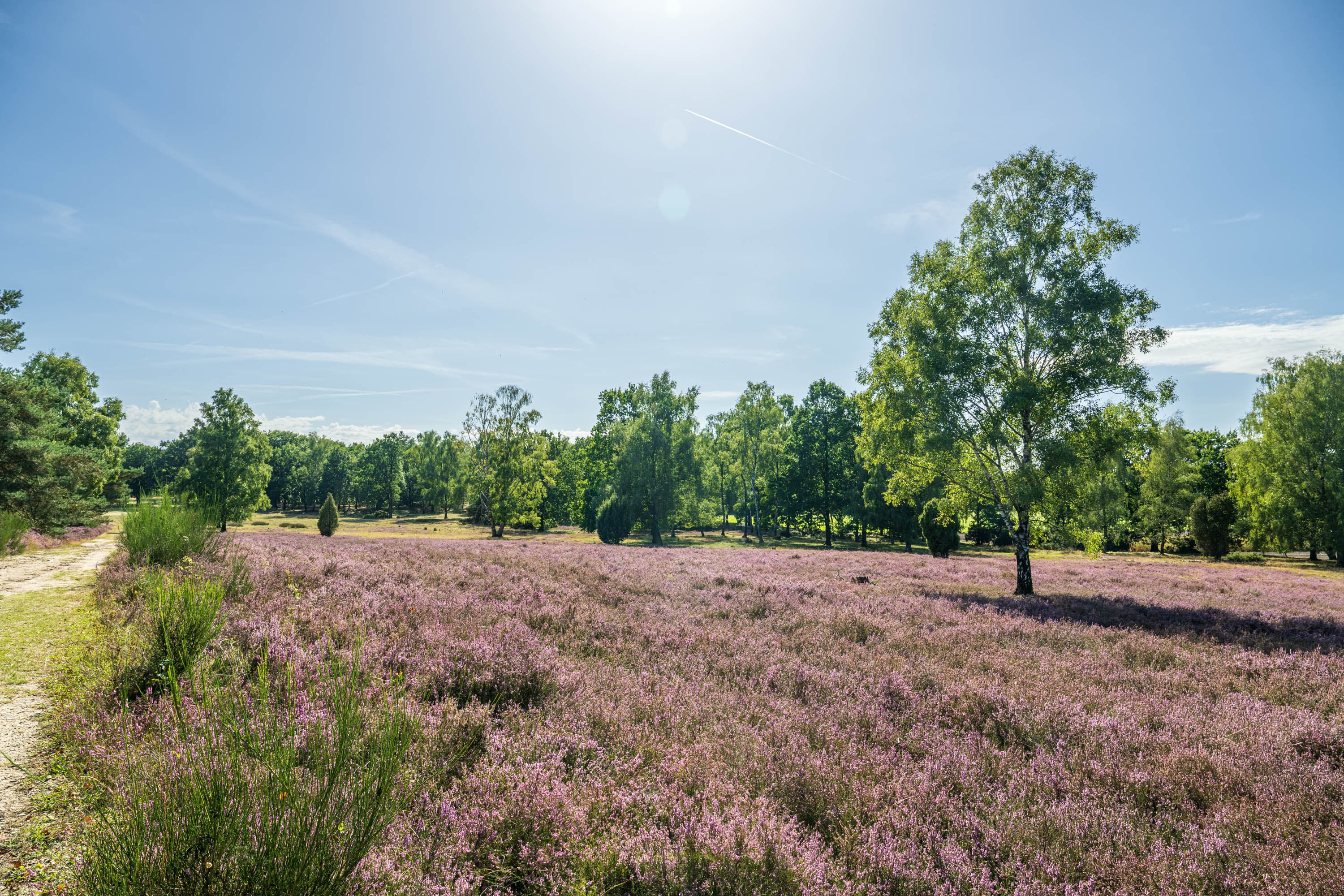 Stand der Heideblüte im Höpen