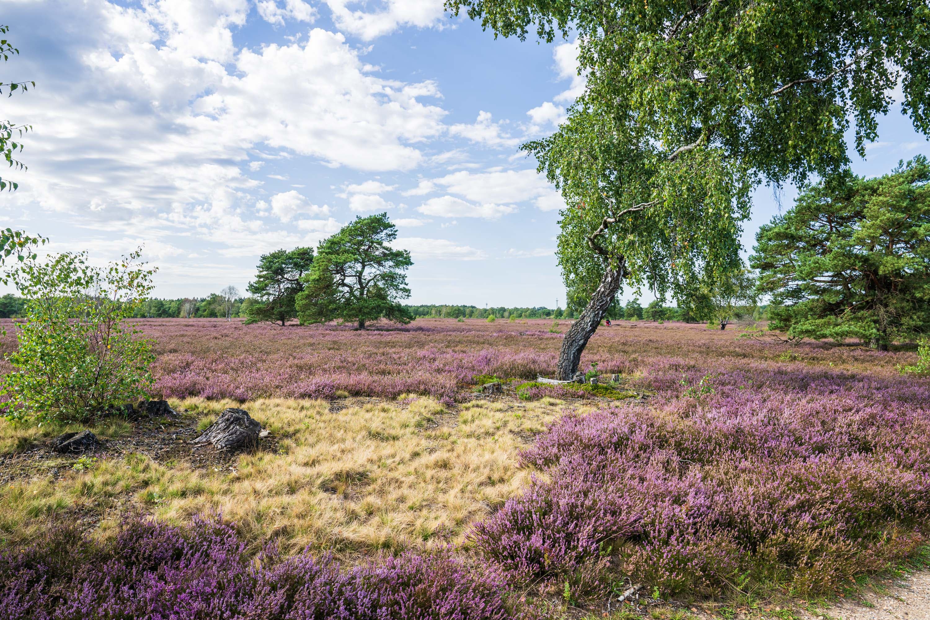 Stand der Heideblüte in der Osterheide