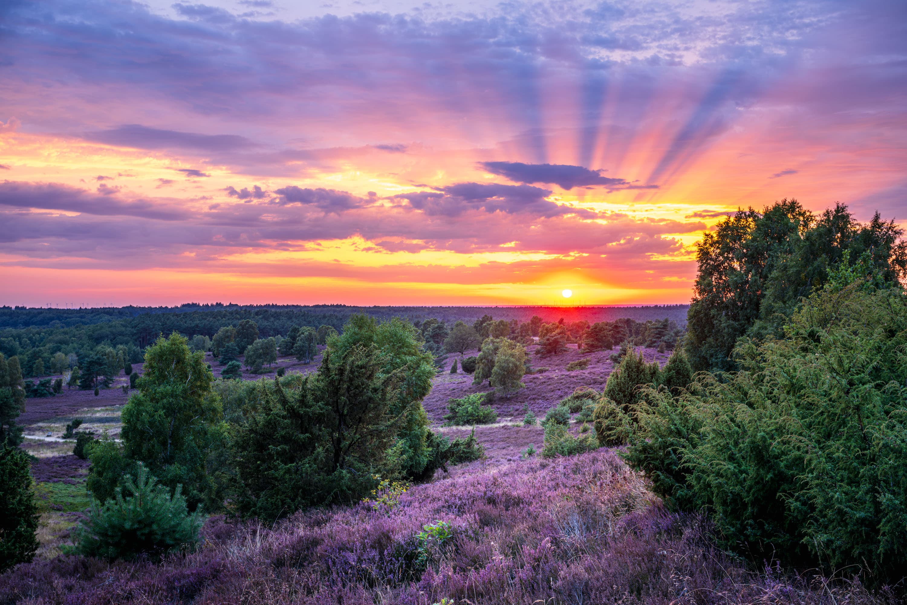 Sonnenuntergang über violetter Heidelandschaft am Wilseder Berg mit Bäumen und weitem Himmel.