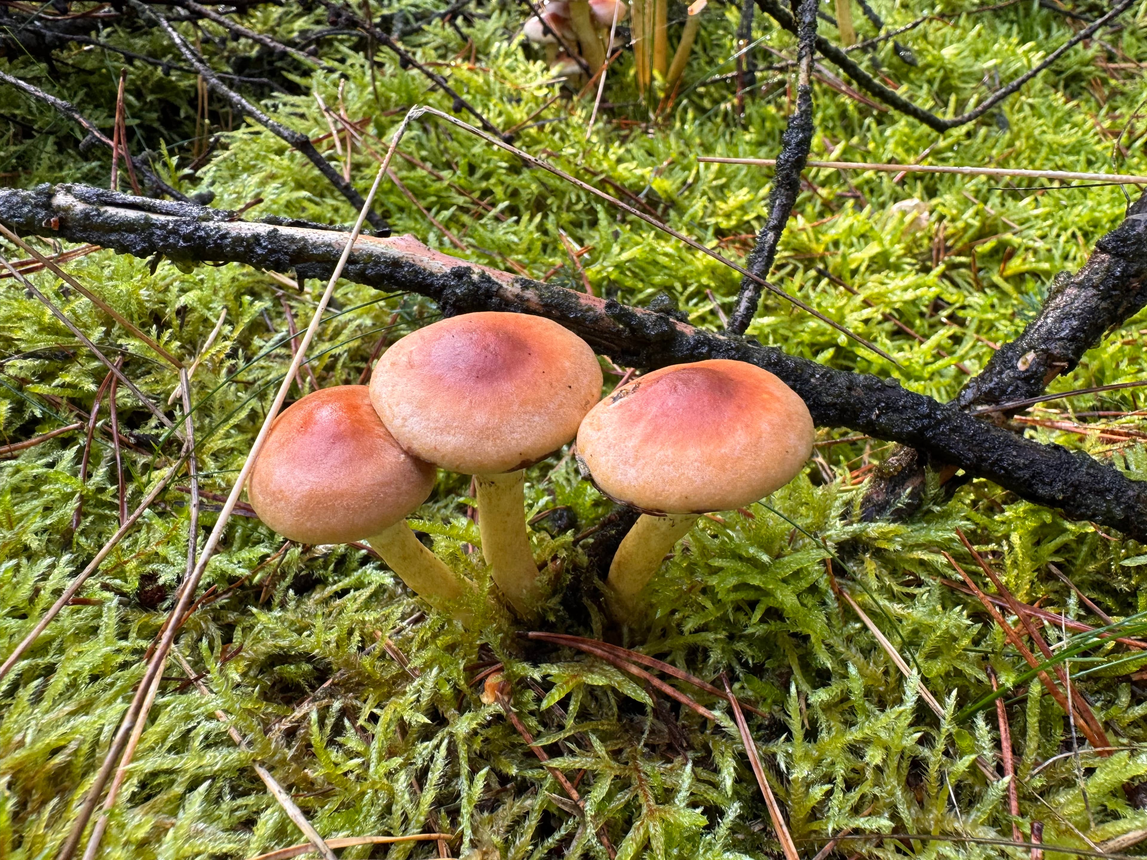 Drei braune Pilze wachsen zwischen Moos, Zweigen und Kiefernnadeln am Waldboden.