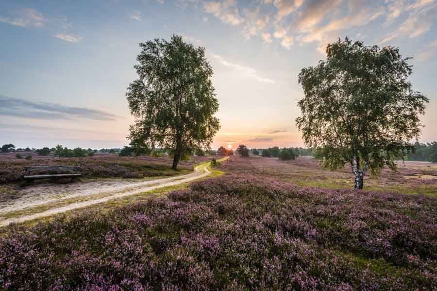 Wanderweg durch die Osterheide bei Schneverdingen