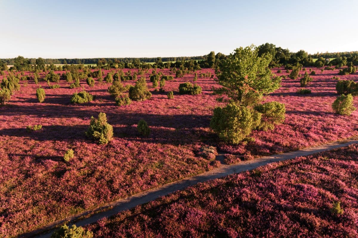 Wacholderwald Schmarbeck, Heideblüte