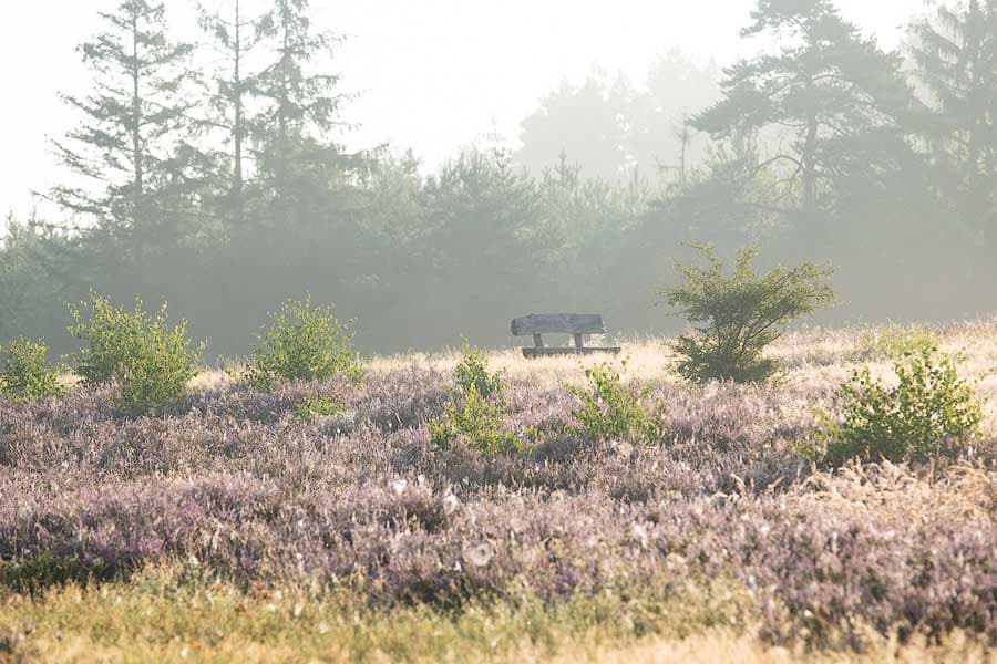 Die Kronsbergheide bei Amelinghausen