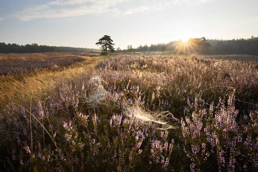 Die Kronsbergheide bei Amelinghausen