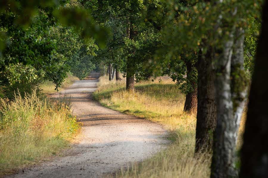 Die Kronsbergheide bei Amelinghausen