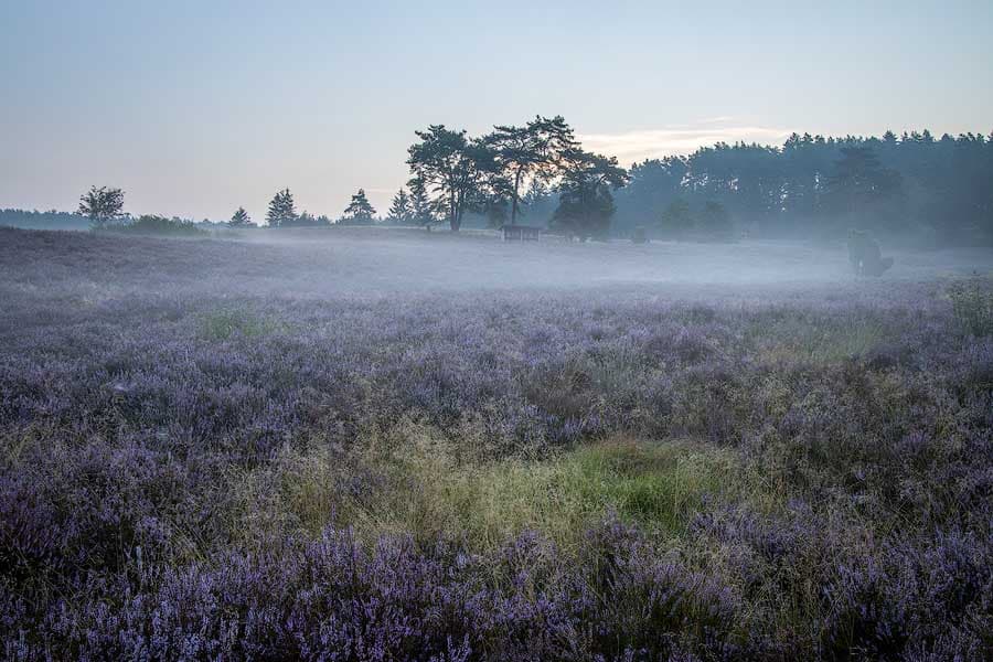 Die Kronsbergheide bei Amelinghausen