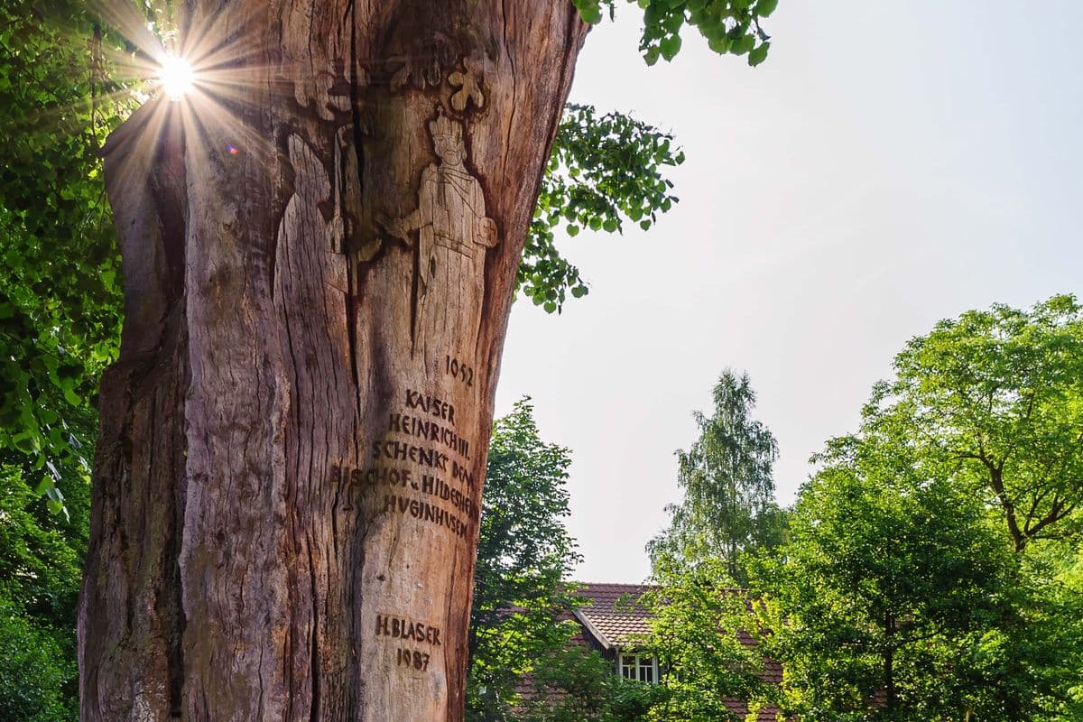 Die Blasek Eiche in Wienhausen
