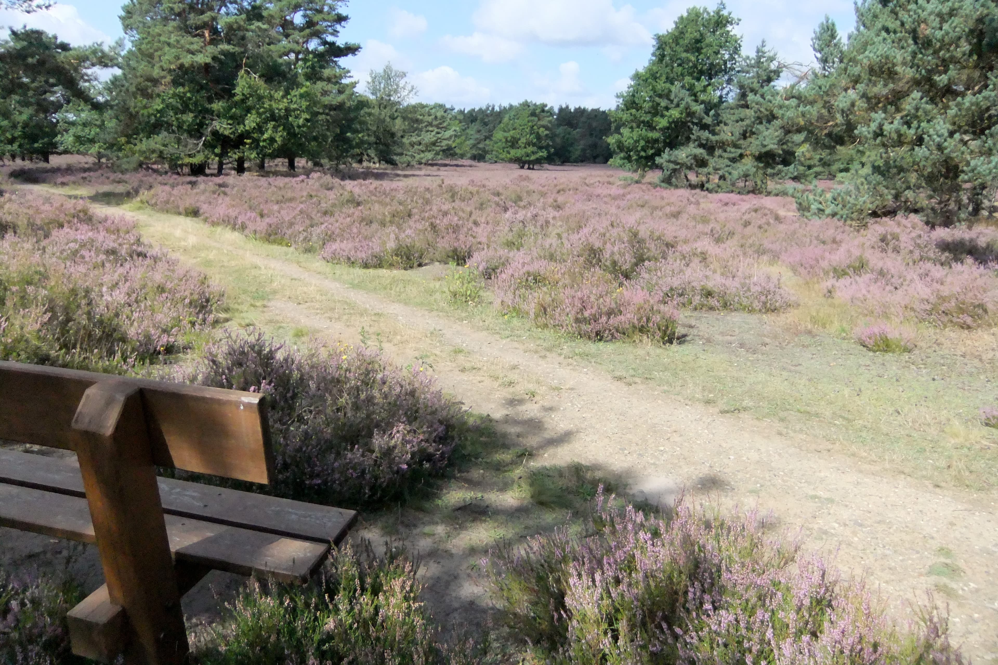 Behringer Heide