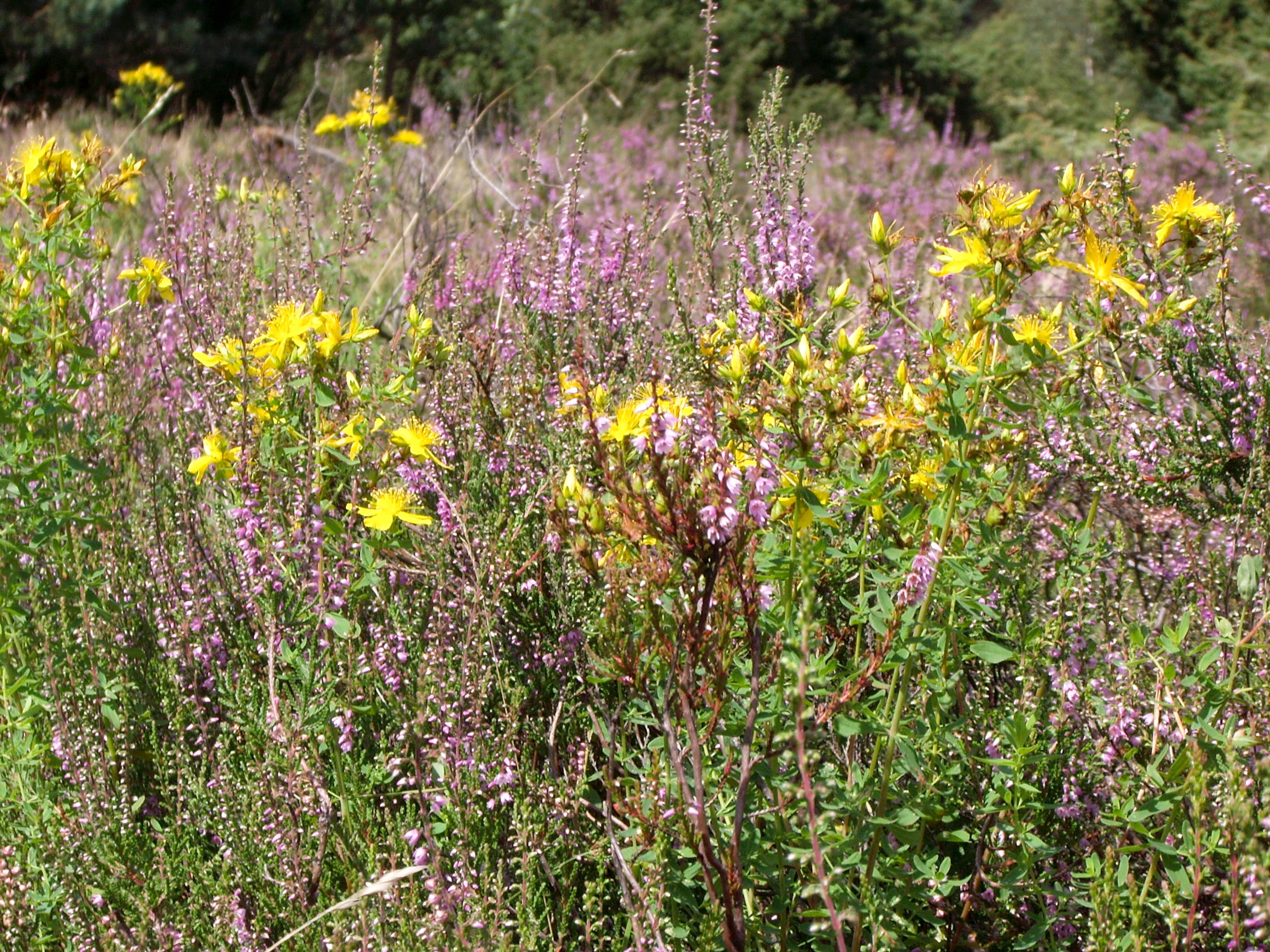 Heide in Bispingen