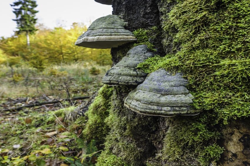 Lüßwald  Unterlüß