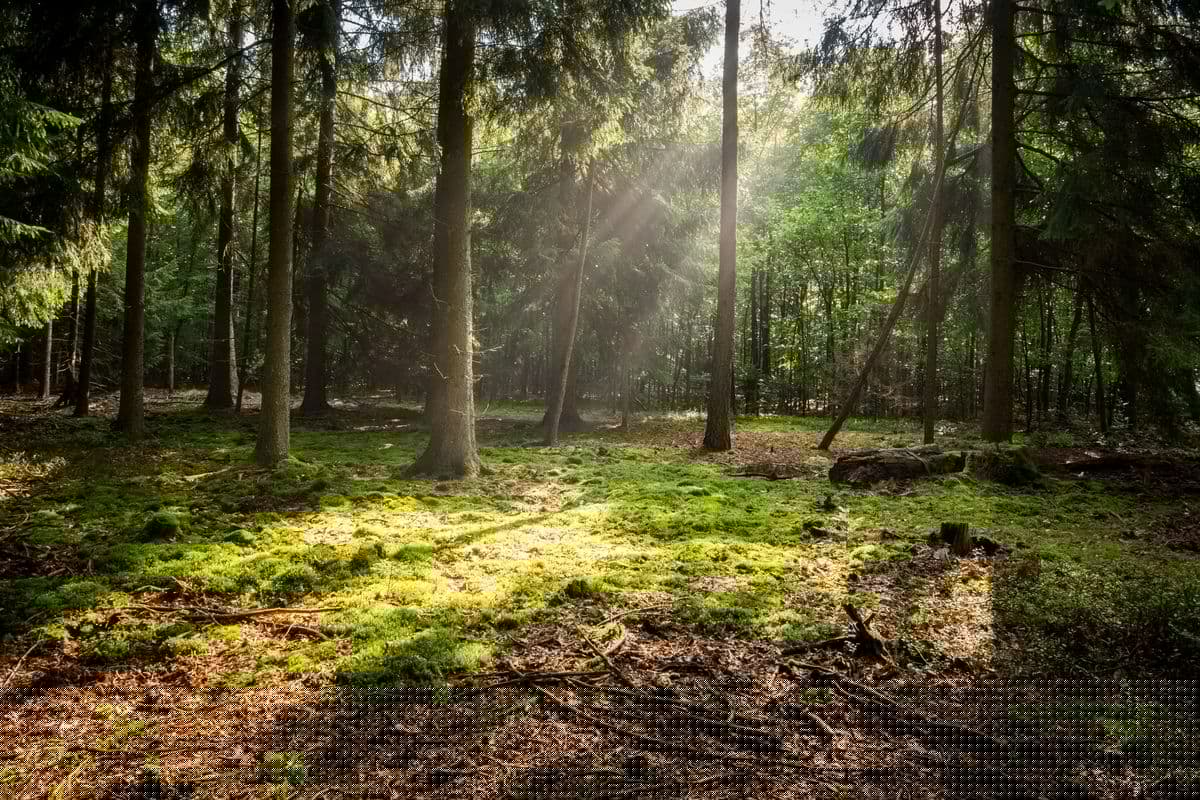 Nadelwald in der Südheide
