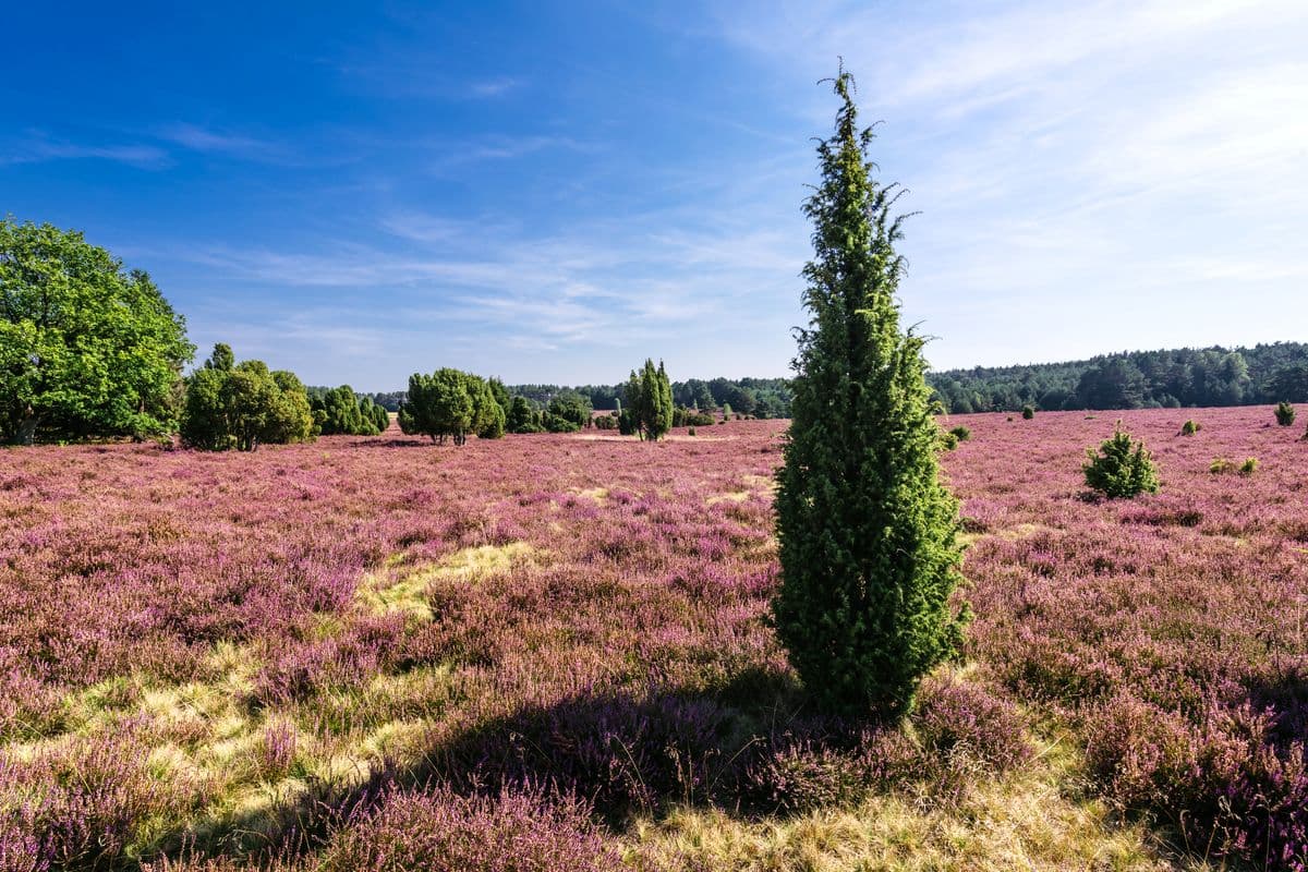 Heide am Hausselberg, Mueden, Naturpark Suedheide