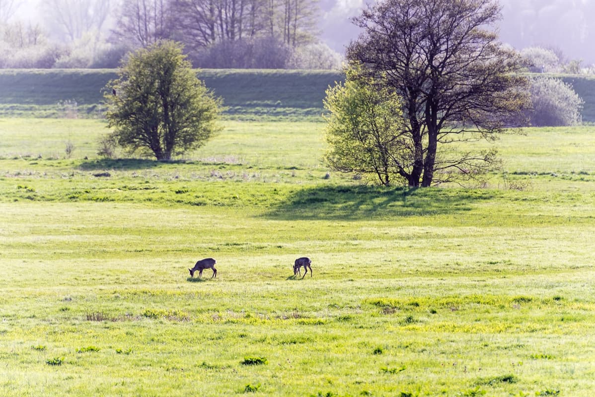 Seeveniederung Seeve Fluss Seevetal Lüneburger Heide Naturschutzgebiet