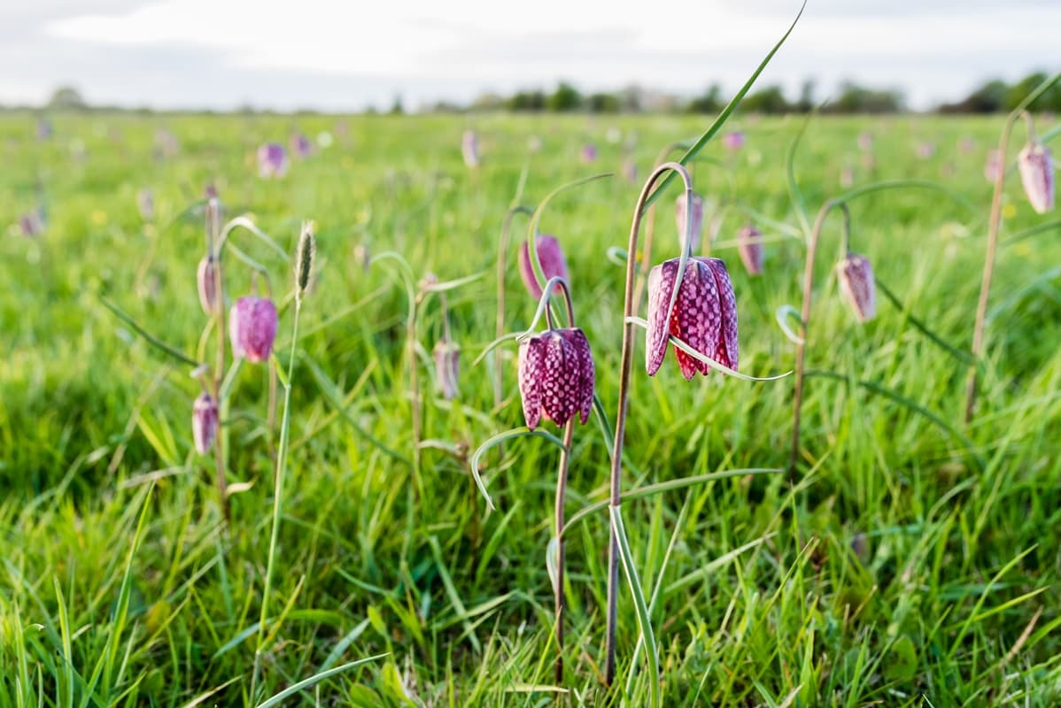 Seeveniederung Seeve Fluss Seevetal Lüneburger Heide Naturschutzgebiet Schachbrettblume