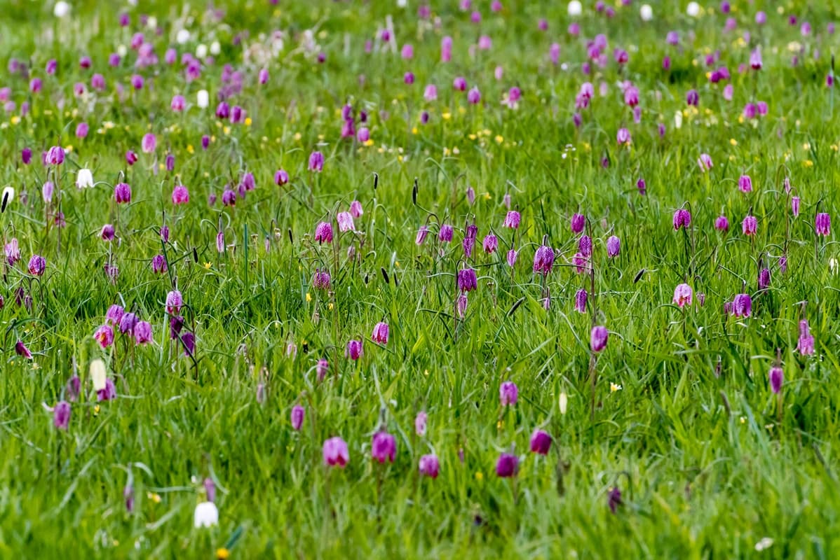 Seeveniederung Seeve Fluss Seevetal Lüneburger Heide Naturschutzgebiet Schachbrettblume
