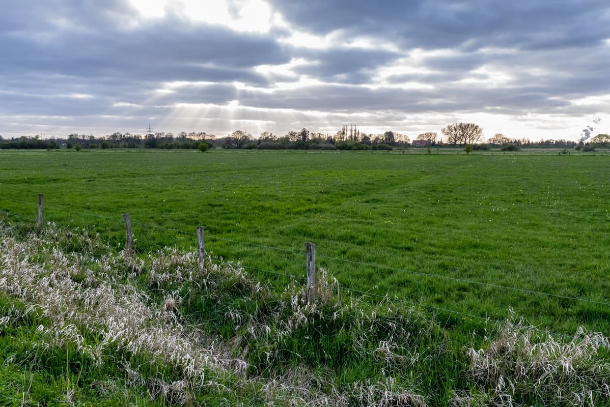 Seeveniederung Seeve Fluss Seevetal Lüneburger Heide Naturschutzgebiet Schachbrettblume