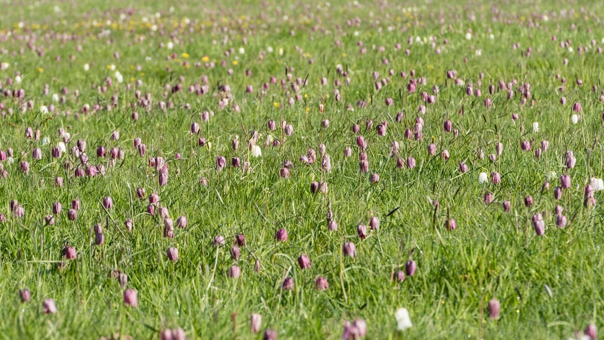 Seeveniederung Seeve Fluss Seevetal Lüneburger Heide Naturschutzgebiet Schachbrettblume