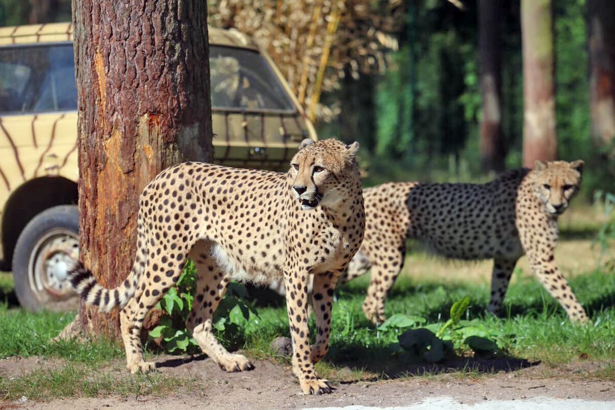 wo kommt man leoparden sonst so nah, wie im serengeti park hodenhagen