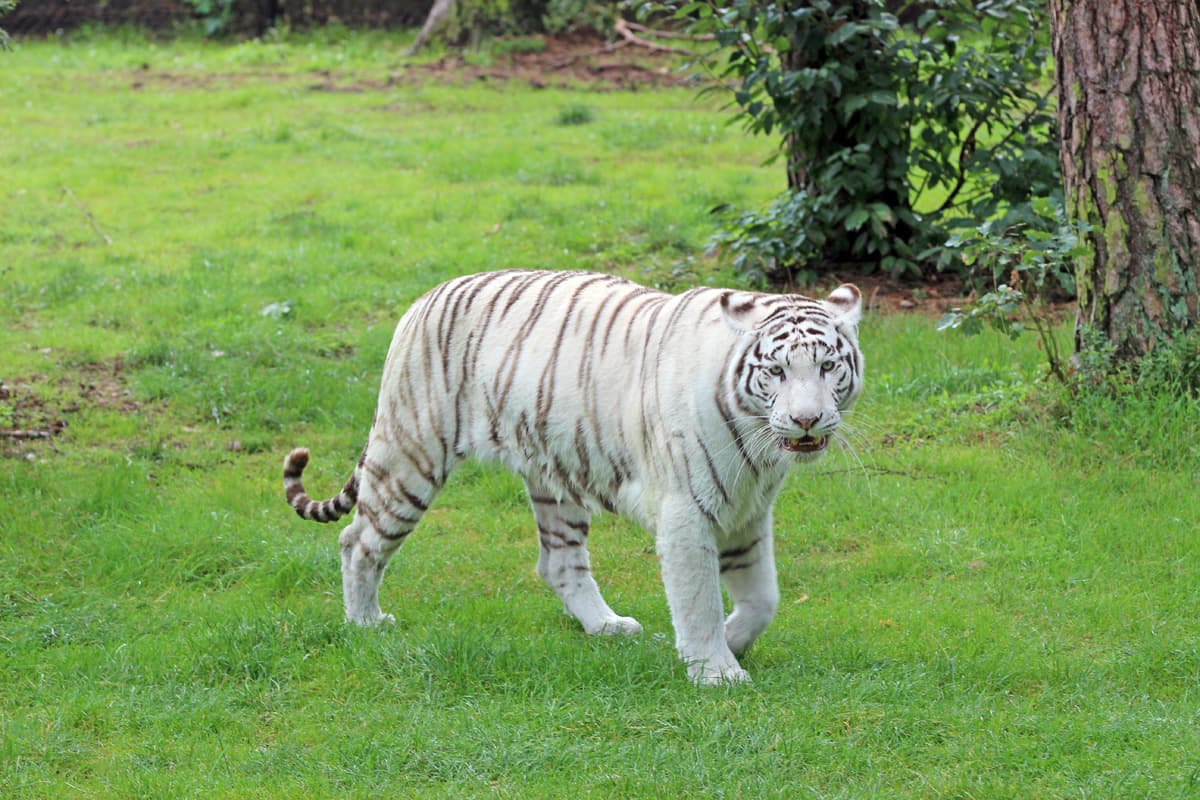 die größte attraktion im safari park hodenhagen sind die weissen tiger