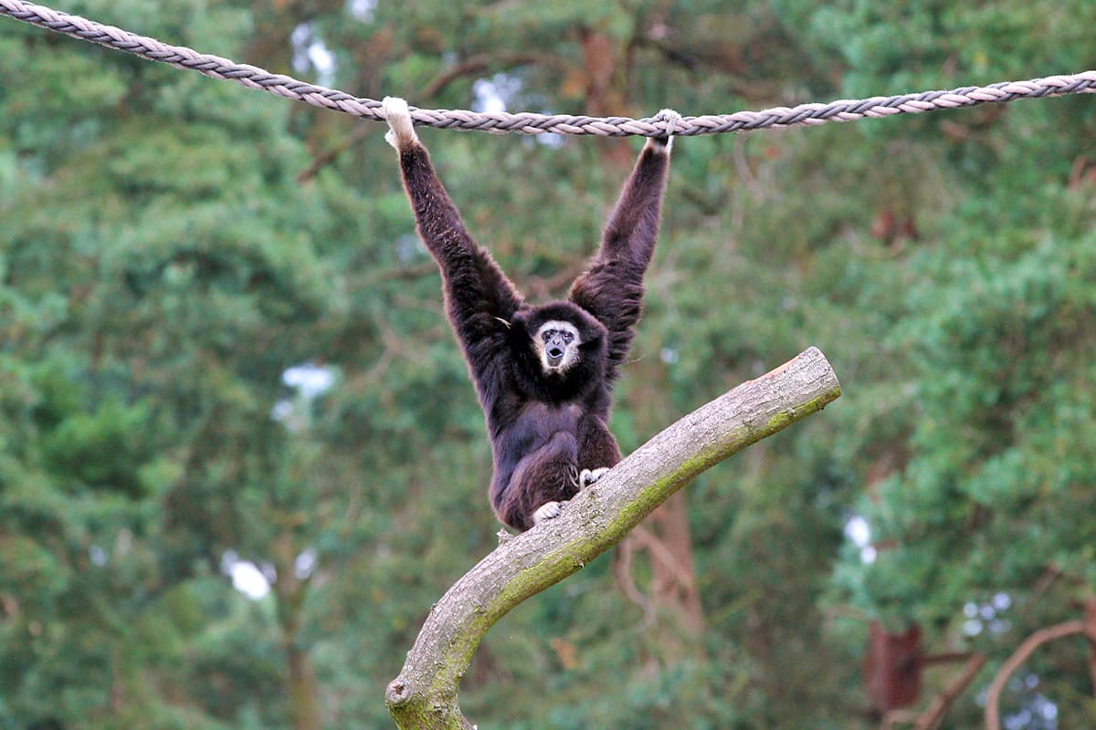 es gibt ein großes affen gehege im serengeti park hodenhagen