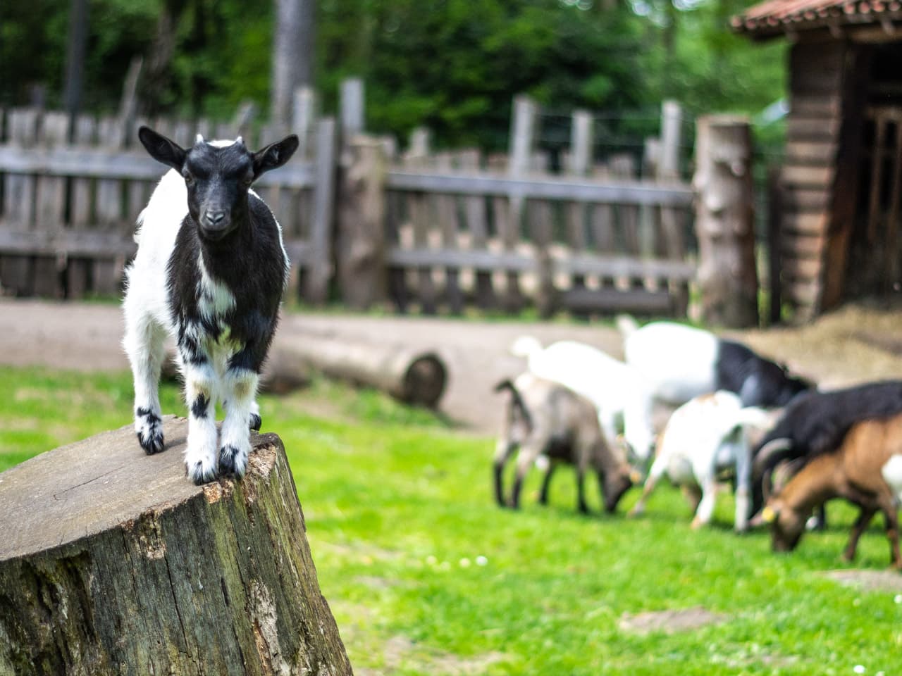 Kontaktgehege Ziegen im Wildpark Müden Goat contact enclosure in Müden Wildlife ParkIndhegning med gedekontakt i Müden Wildlife ParkGeitencontactverblijf in wildpark Müden