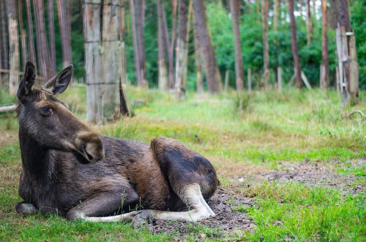 Elch im Wildpark Müden Moose in Müden Wildlife ParkElge i Müden Wildlife ParkElanden in het wildpark Müden