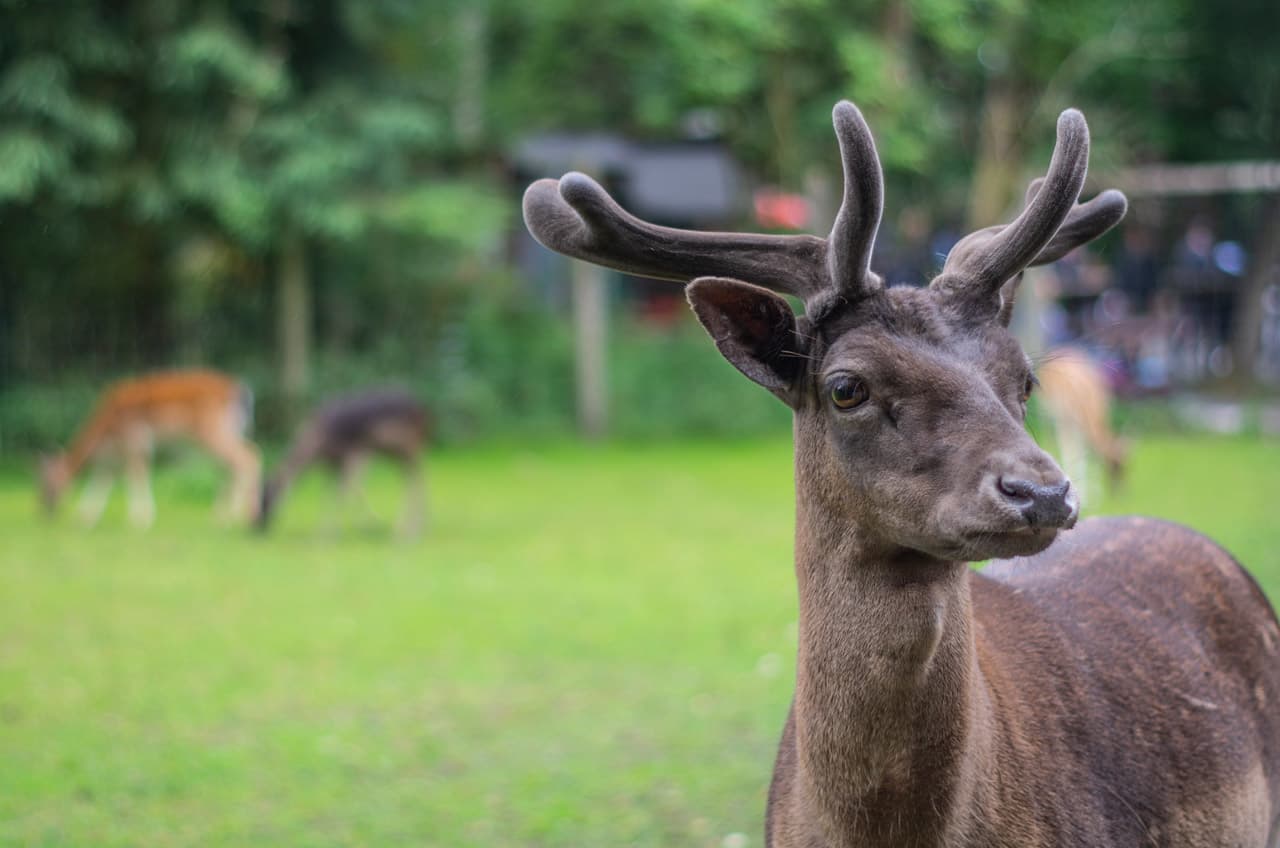 Dunkles Damwild im Wildpark Müden Dark fallow deer in Müden Wildlife ParkMørk dådyrhjort i Müden Wildlife ParkDonkere damherten in wildpark Müden