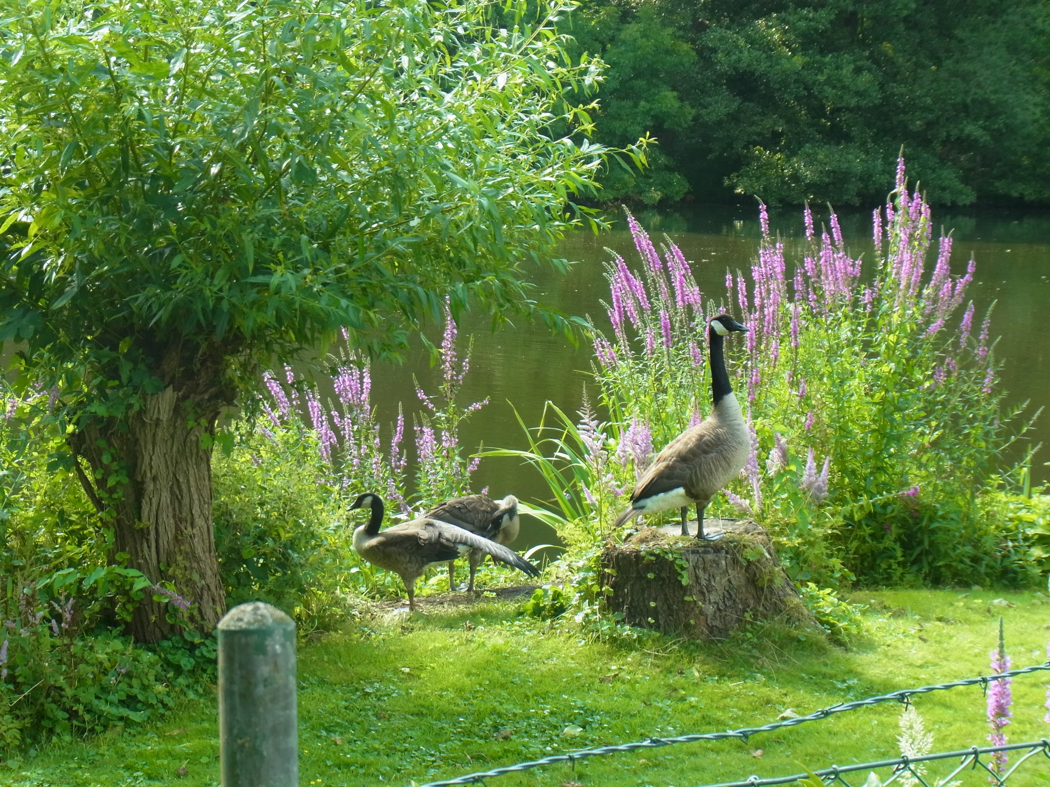 Garten der Ferienwohnung Haus am Schwanenteich in Lüneburg