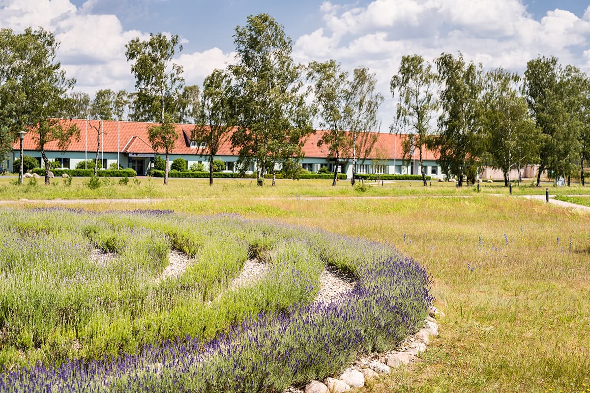 Blühendes Lavendellabyrinth im Hotel Camp Reinsehlen