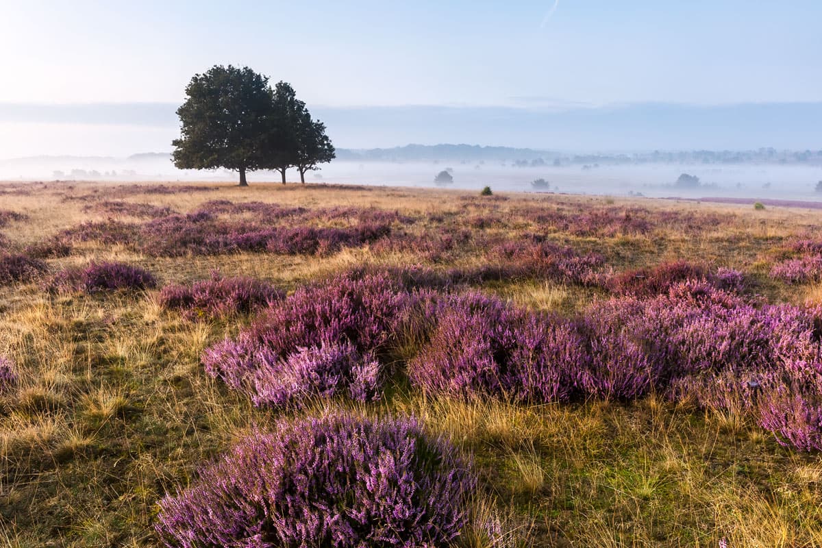 Lueneburger Heide, Surhorn im Naturschutzgebiet Lüneburger Heide.