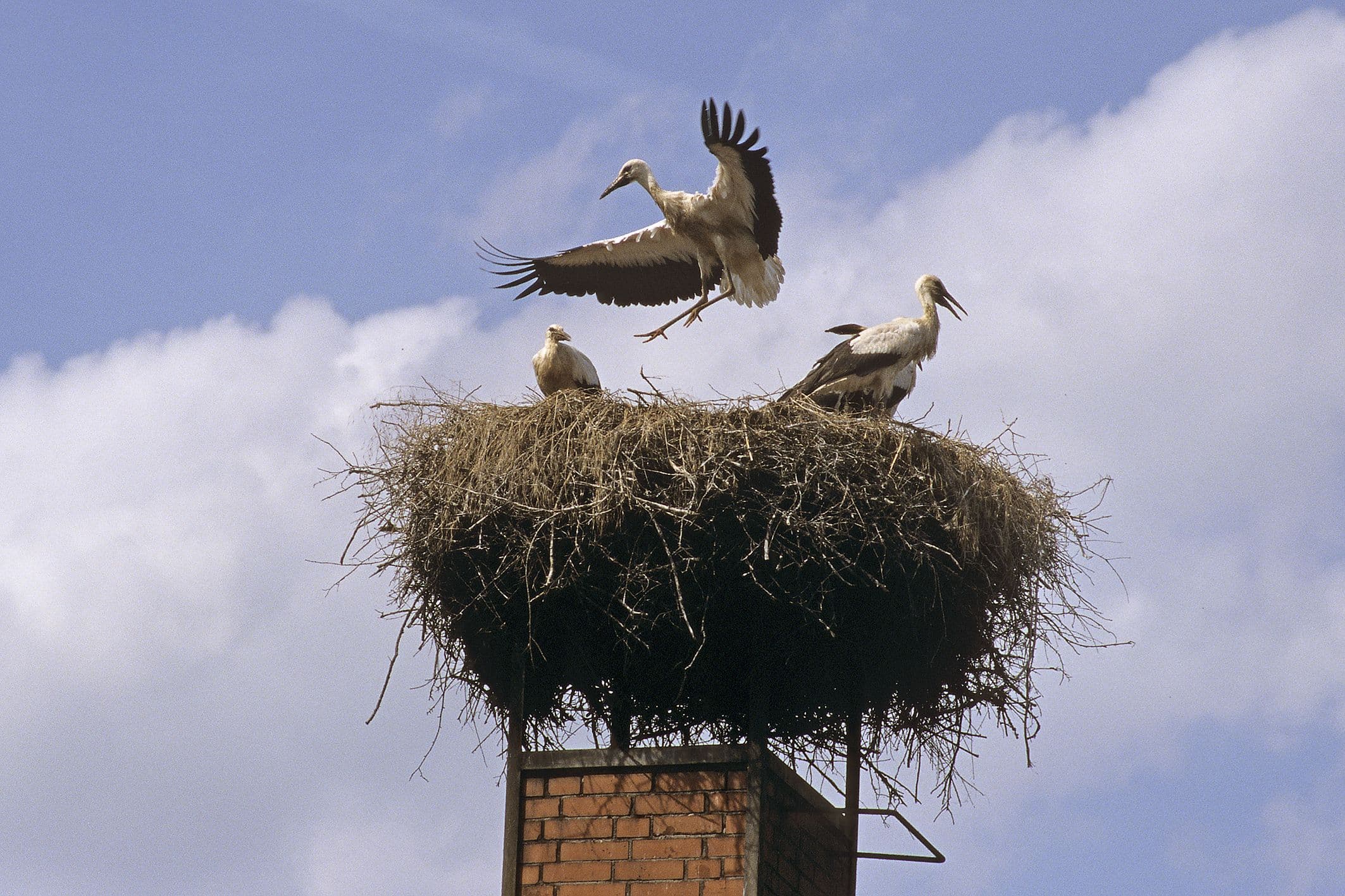storch lüneburger heide