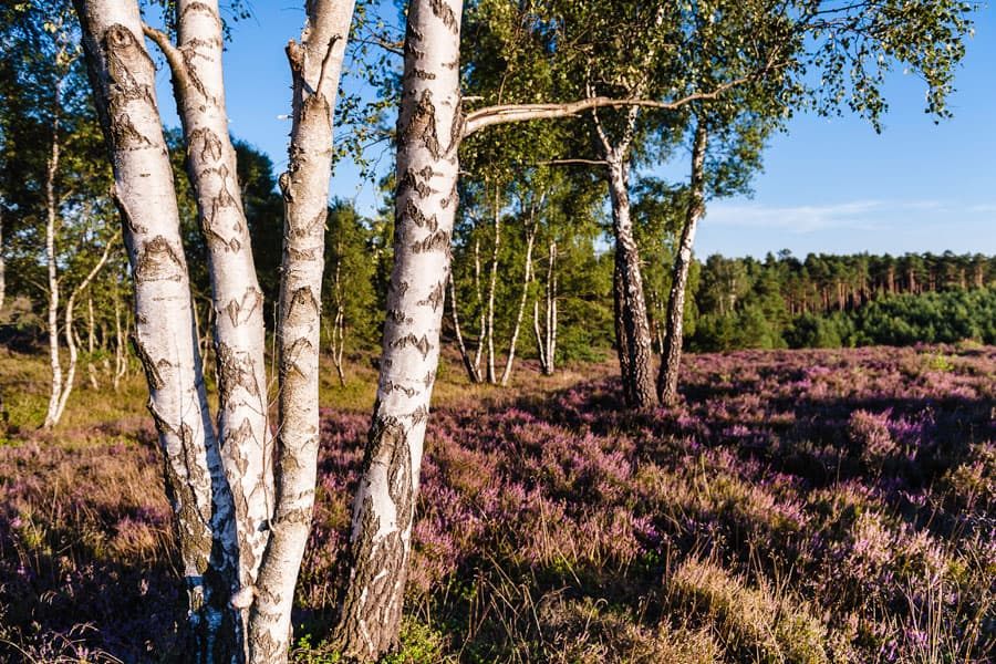 Die Misselhorner Heide liegt in der Südheide bei Hermannsburg in der Lüneburger Heide