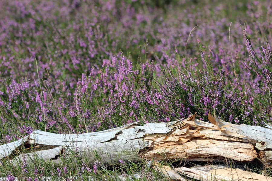 Lueneburger Heide Naturschutzgebiete