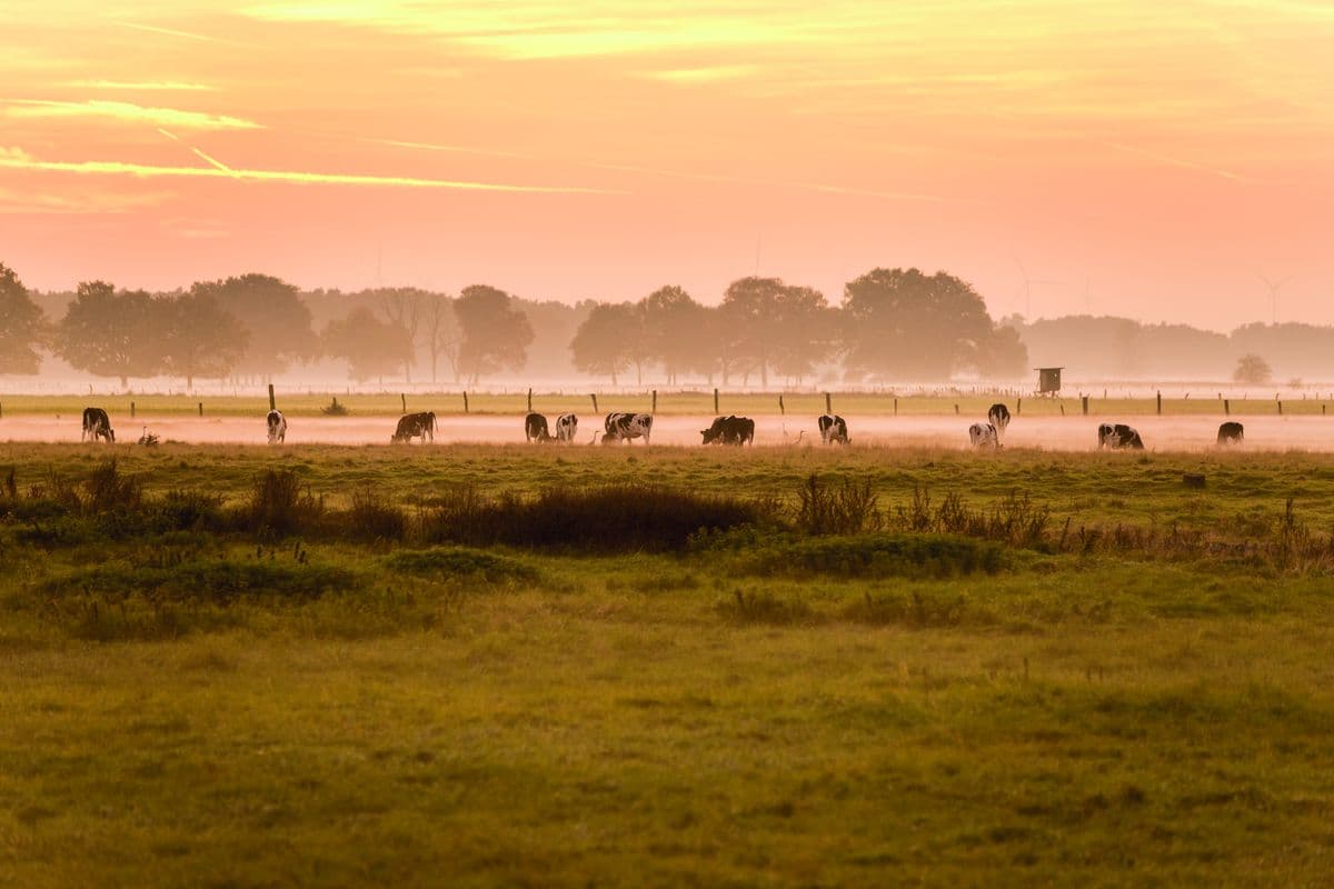 Viele Weiden reichen bis zum Fluss Aller