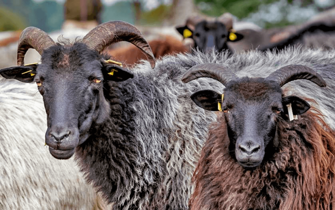 Heidschnucken in der Lüneburger Heide